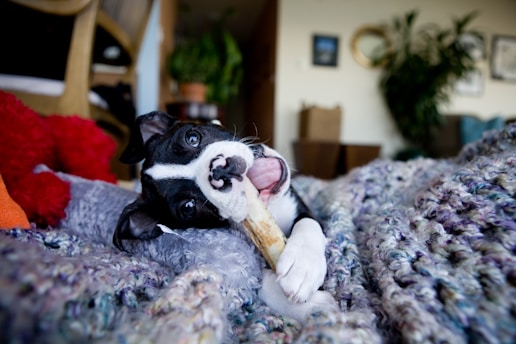 Dog happily chews on a bone.