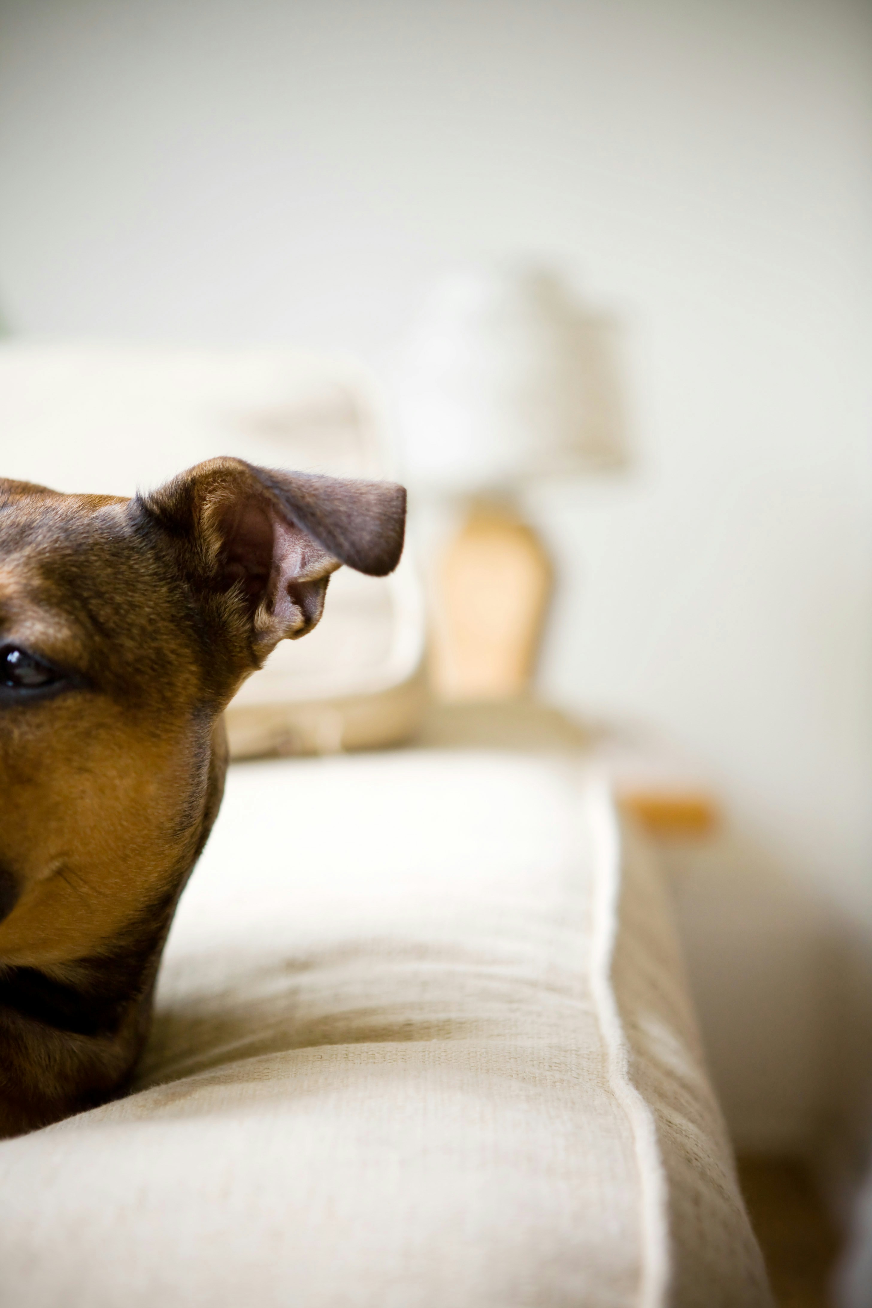 A dog peeks out from behind the couch.