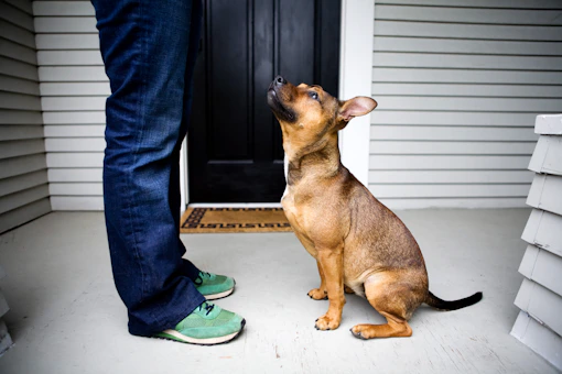 Dog looks up at his owner on a porch.