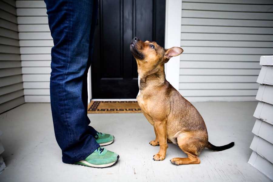 A dog looking up at their owner on a porch, ready to be let out