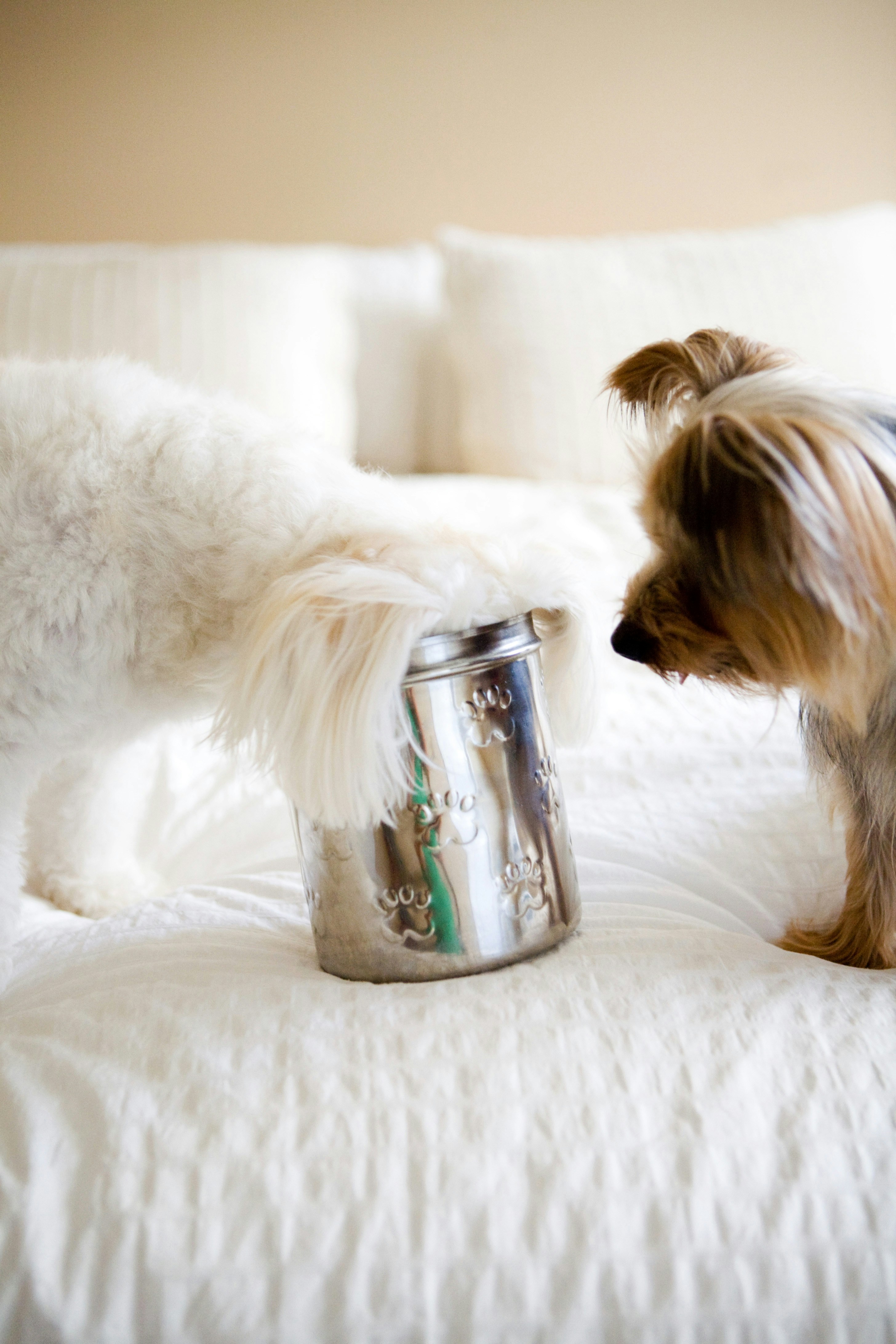 Dogs curiously examine a decorated jar on a bed.