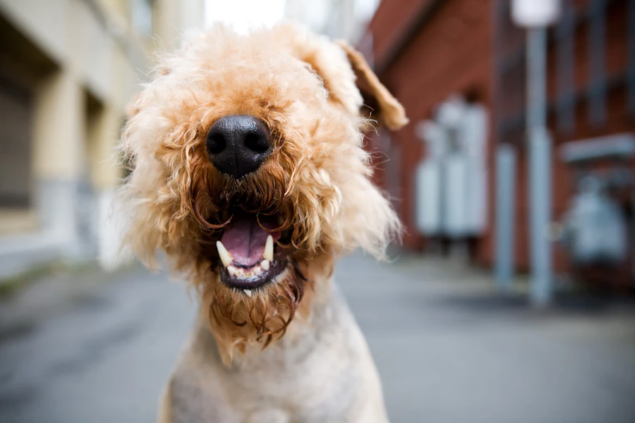 Salud dental en perros