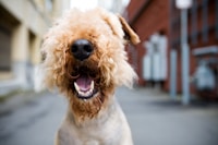 Perro feliz