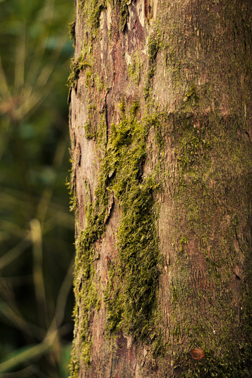 Close-up view of a tree trunk covered in green, fuzzy moss patches