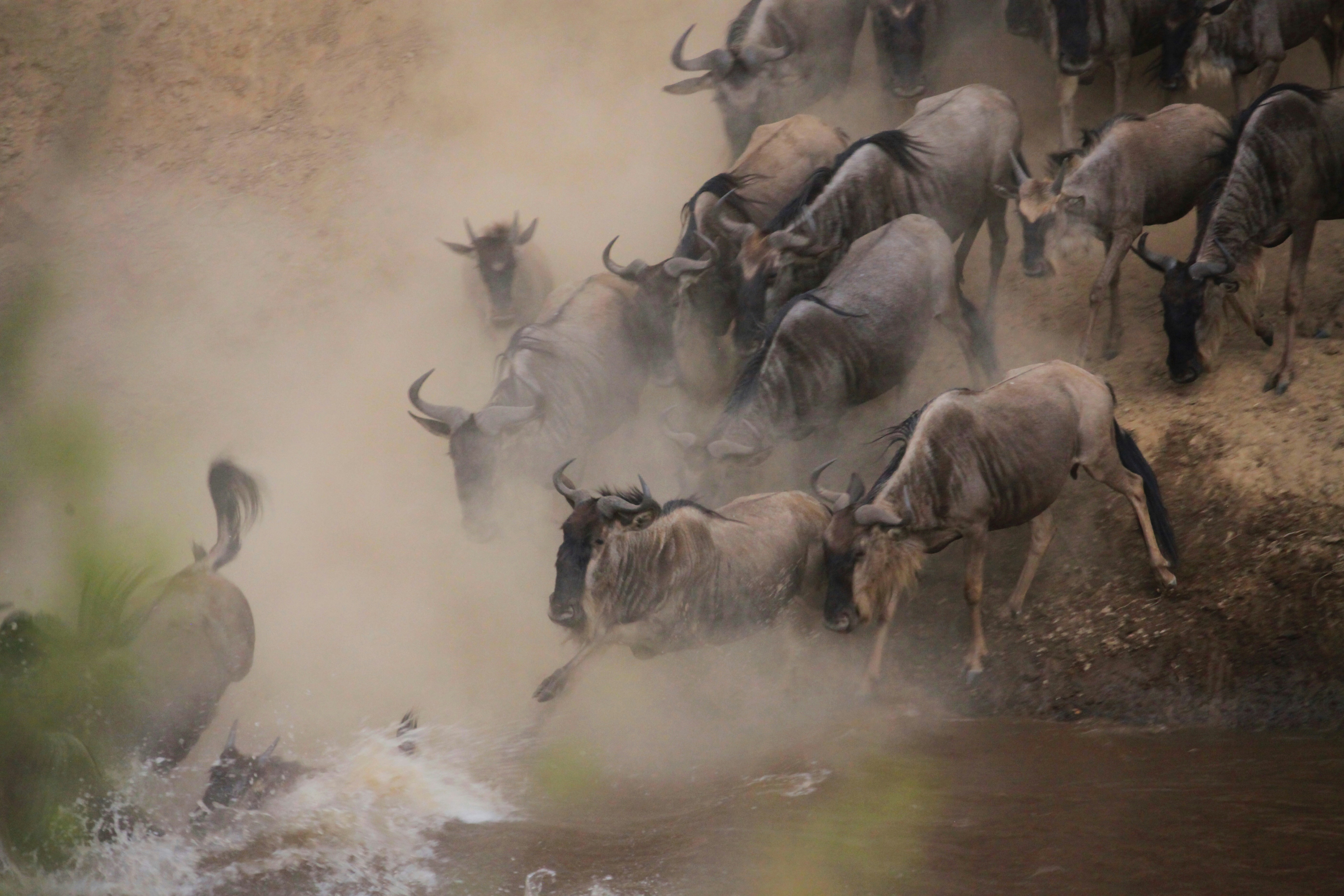 Wildebeest charging across the Mara River in a cloud of dust at the peak of the crossing season