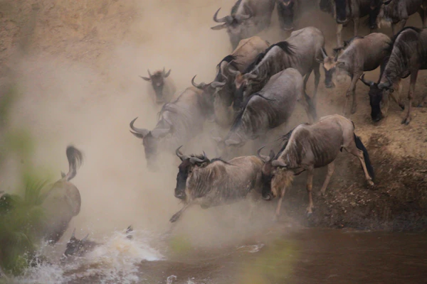 Wildebeest river crossing Mara