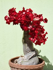 A bonsai plant displays vibrant red flowers.