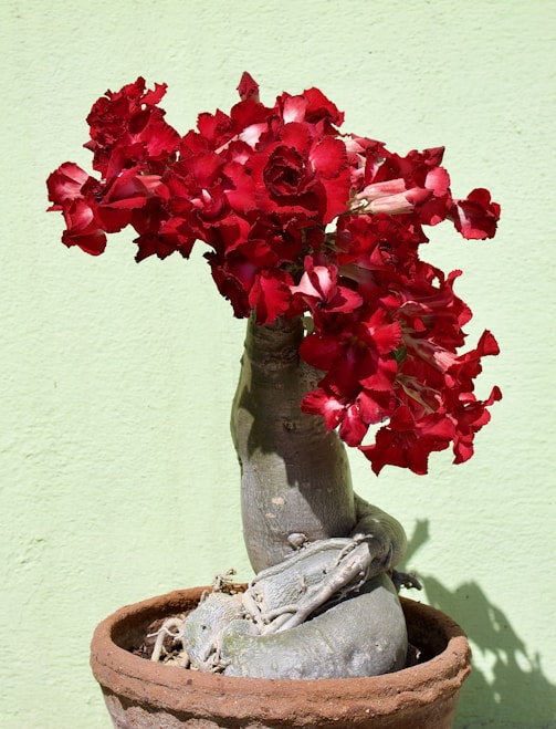 A bonsai plant displays vibrant red flowers.