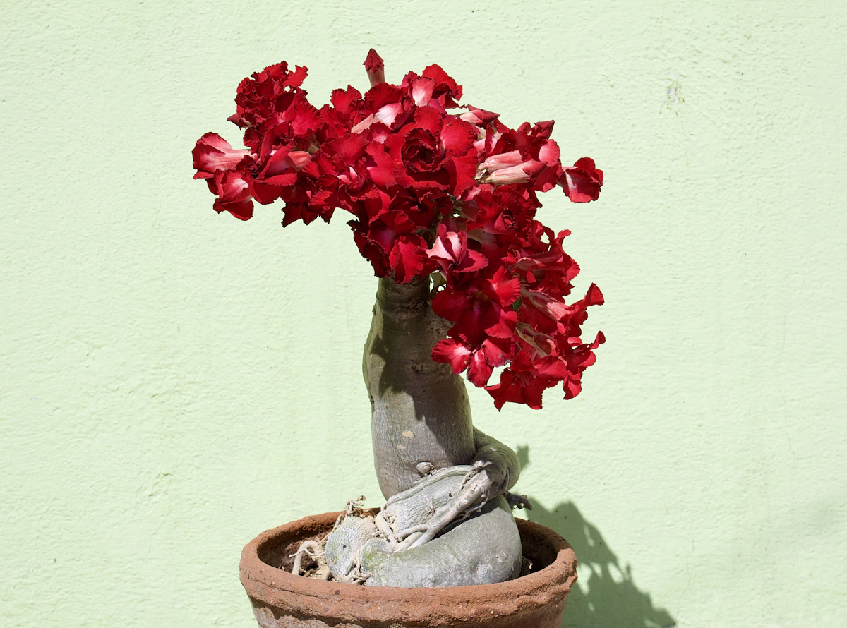 Adenium Desert Rose Plant India Care Guide