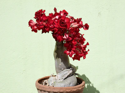 Adenium Desert Rose Plant India Care Guide