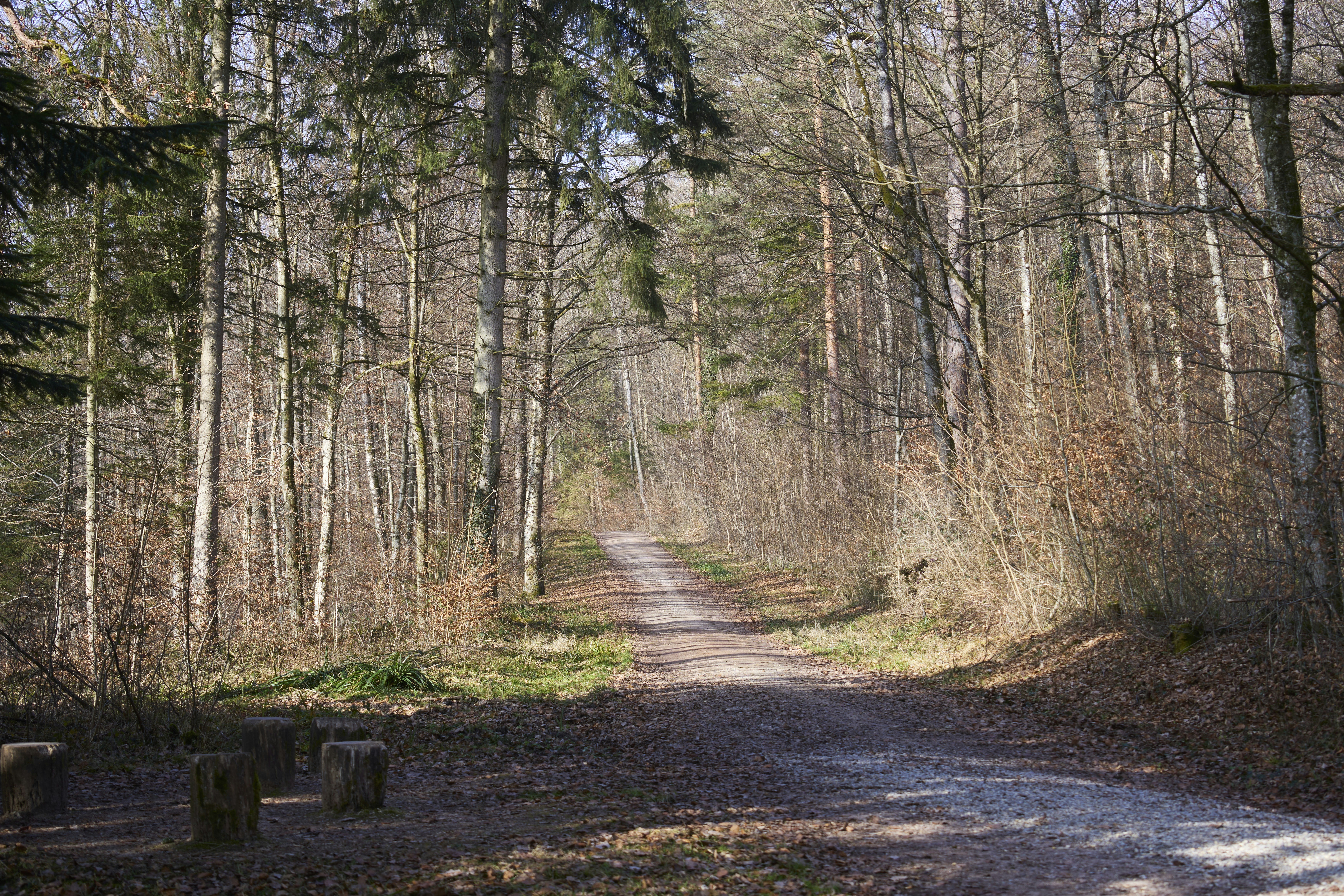 Photo by wolfgang_hasselmann