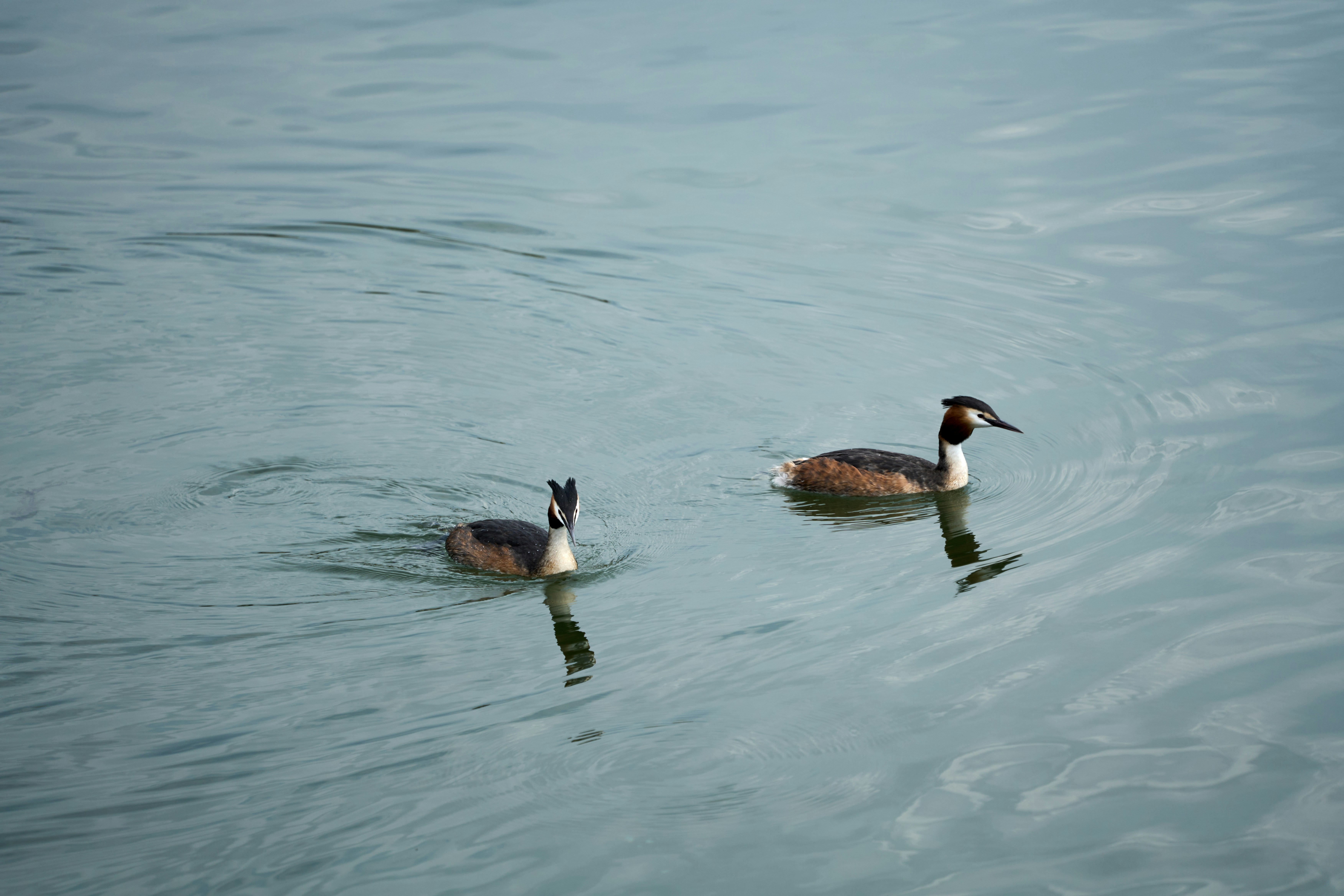 Photo by wolfgang_hasselmann