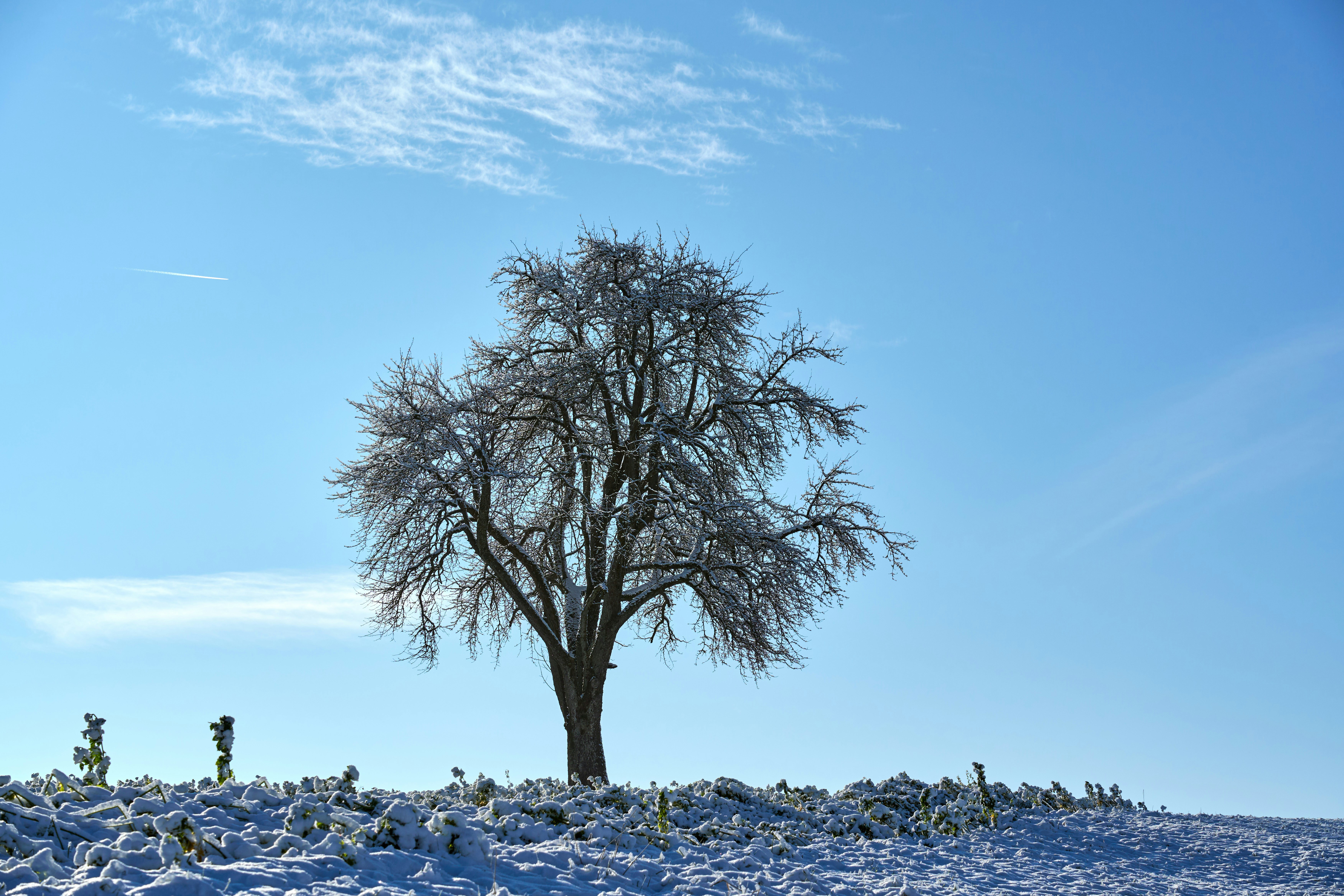 Photo by wolfgang_hasselmann