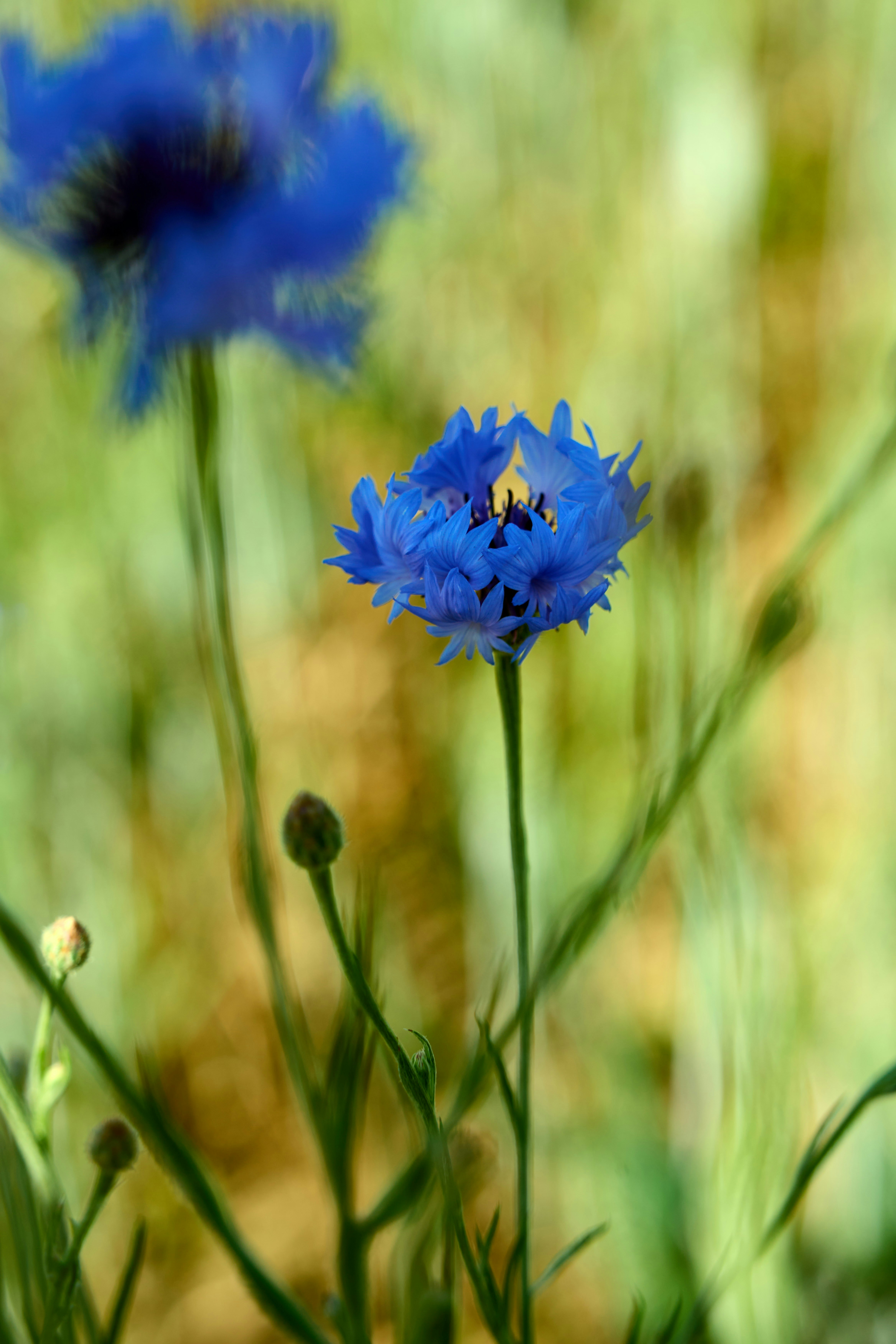 Photo by wolfgang_hasselmann