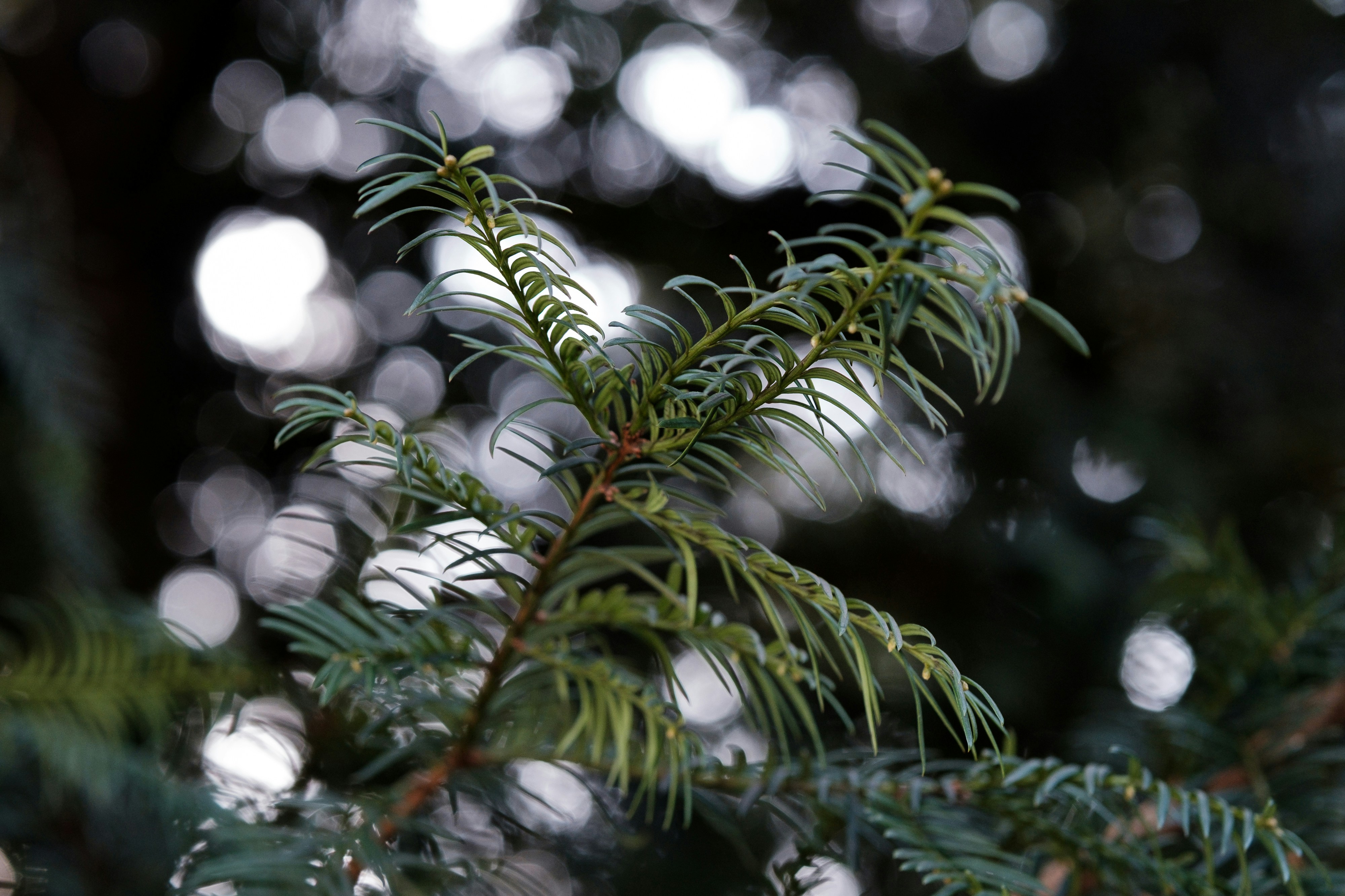 Photo by markuswinkler