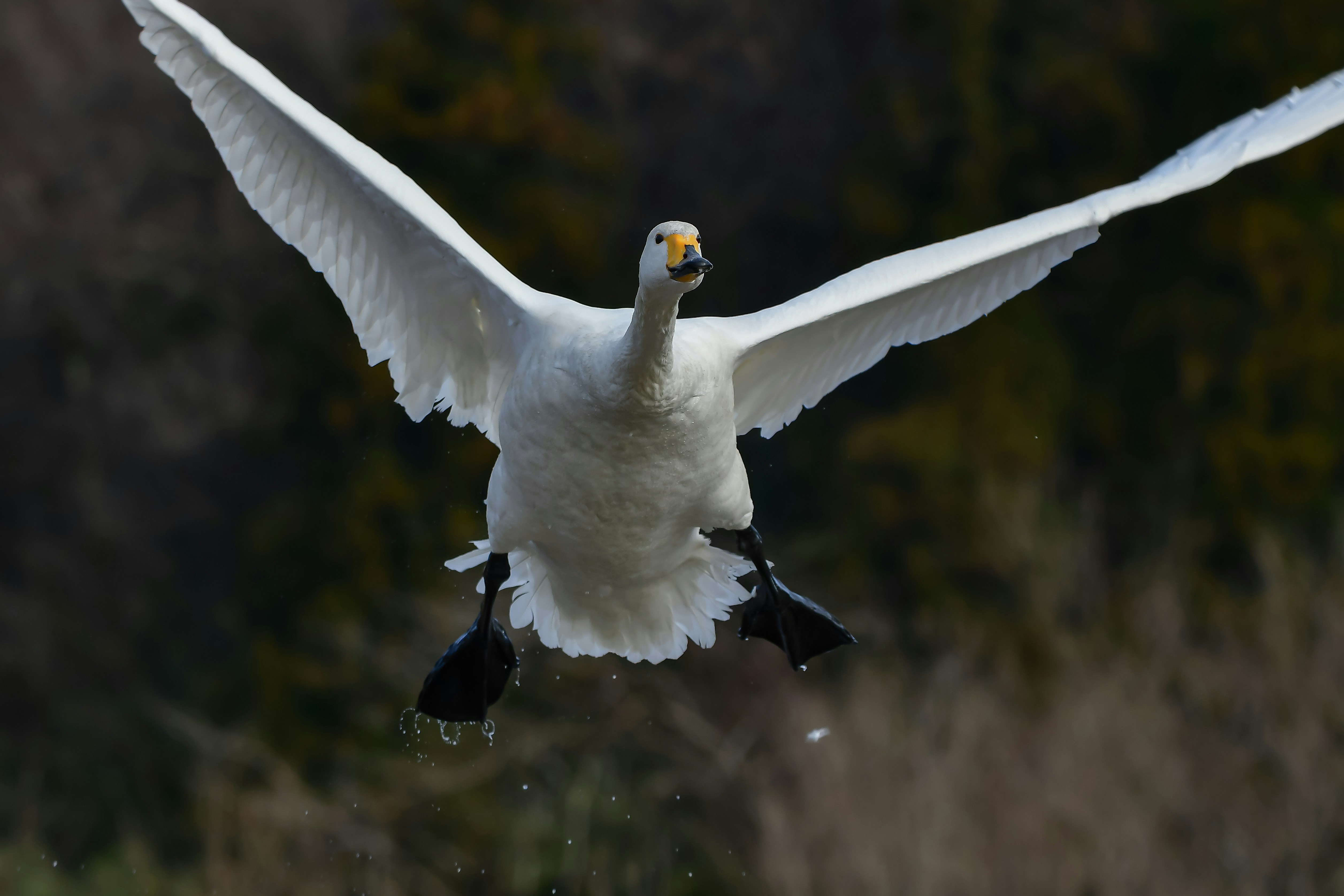 A swan soars through the air with wings spread.