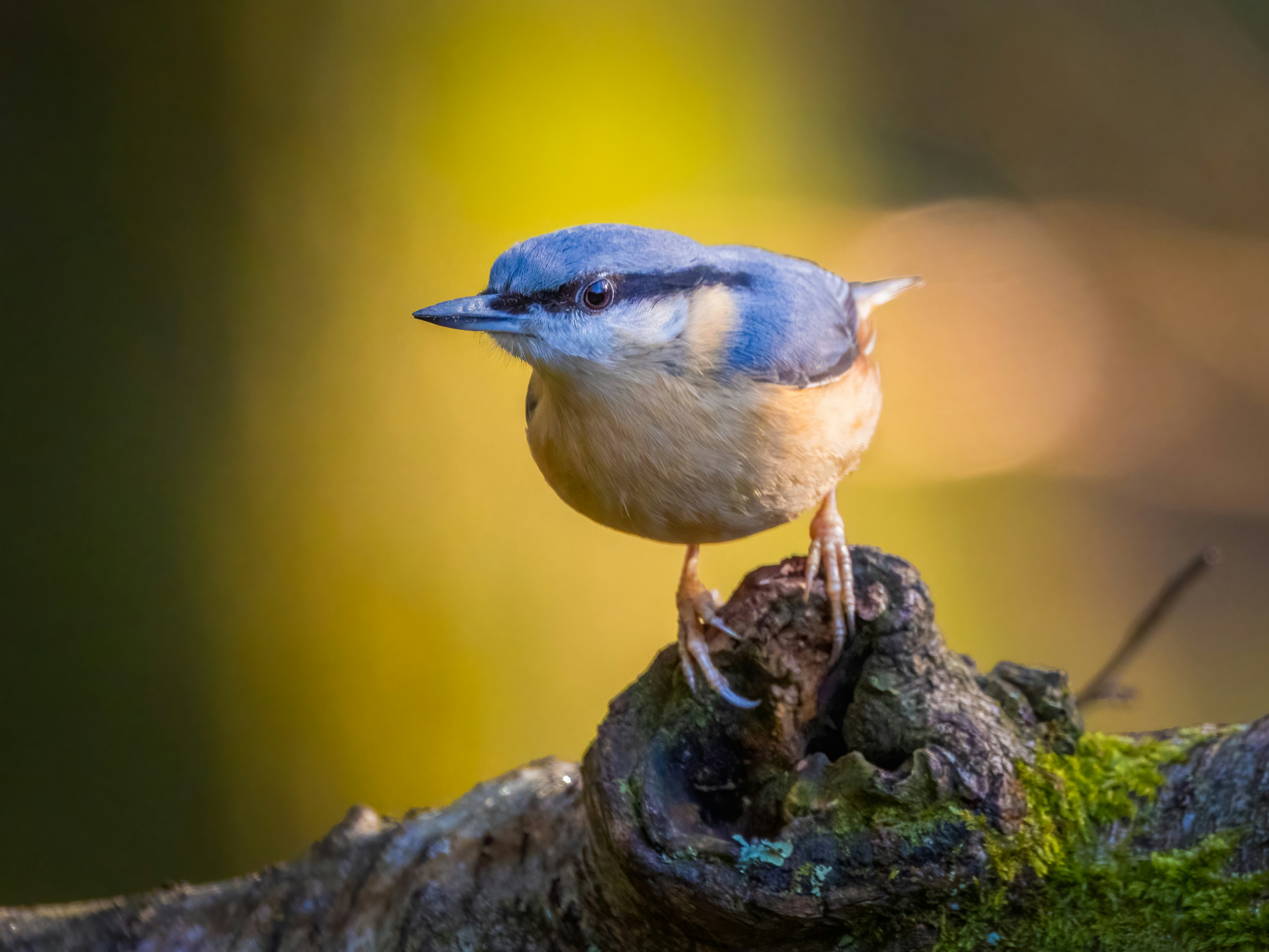 Une sittelle est perchée sur une branche d’arbre.