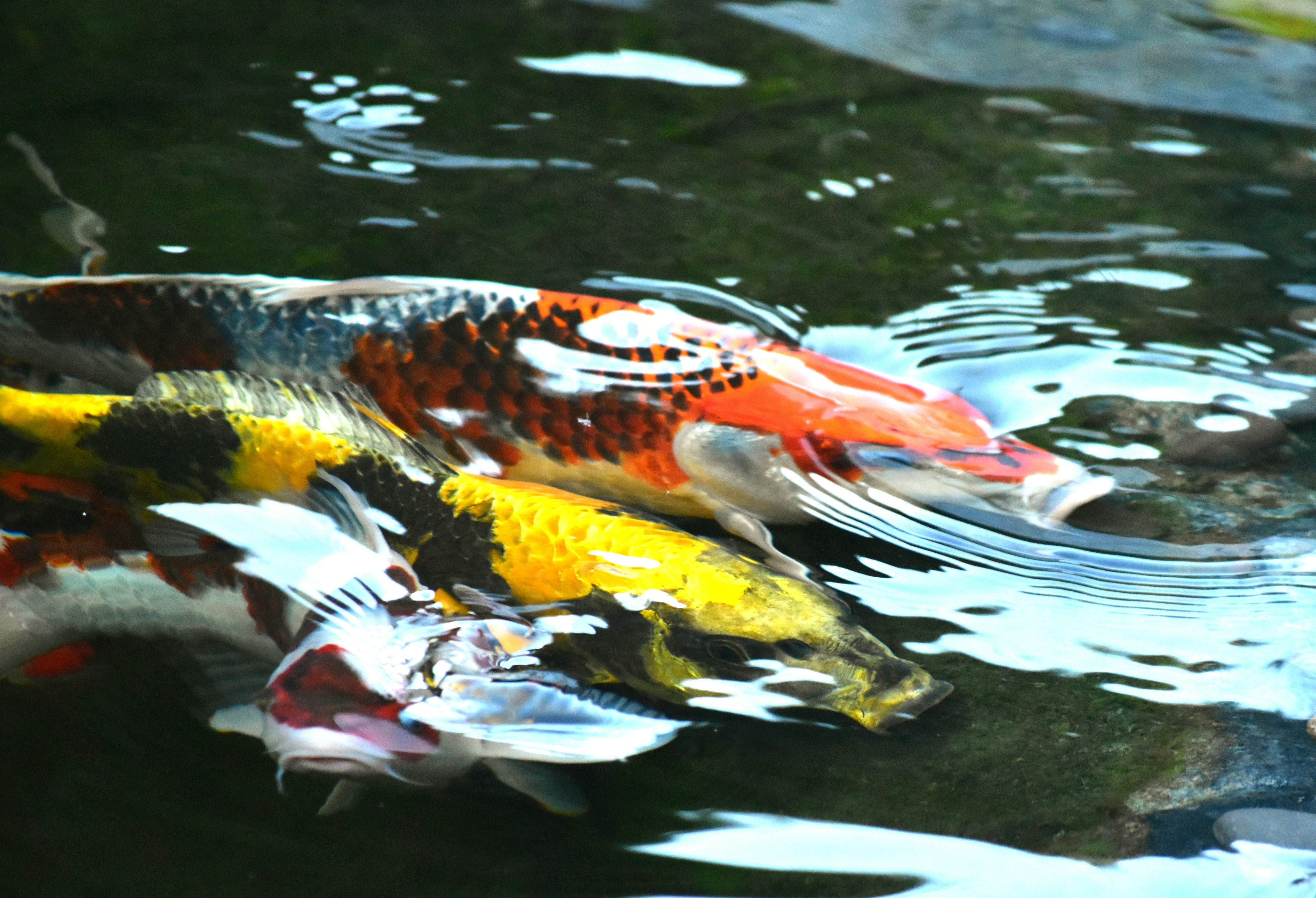 Competition and Territorial Behavior (image credits: unsplash)