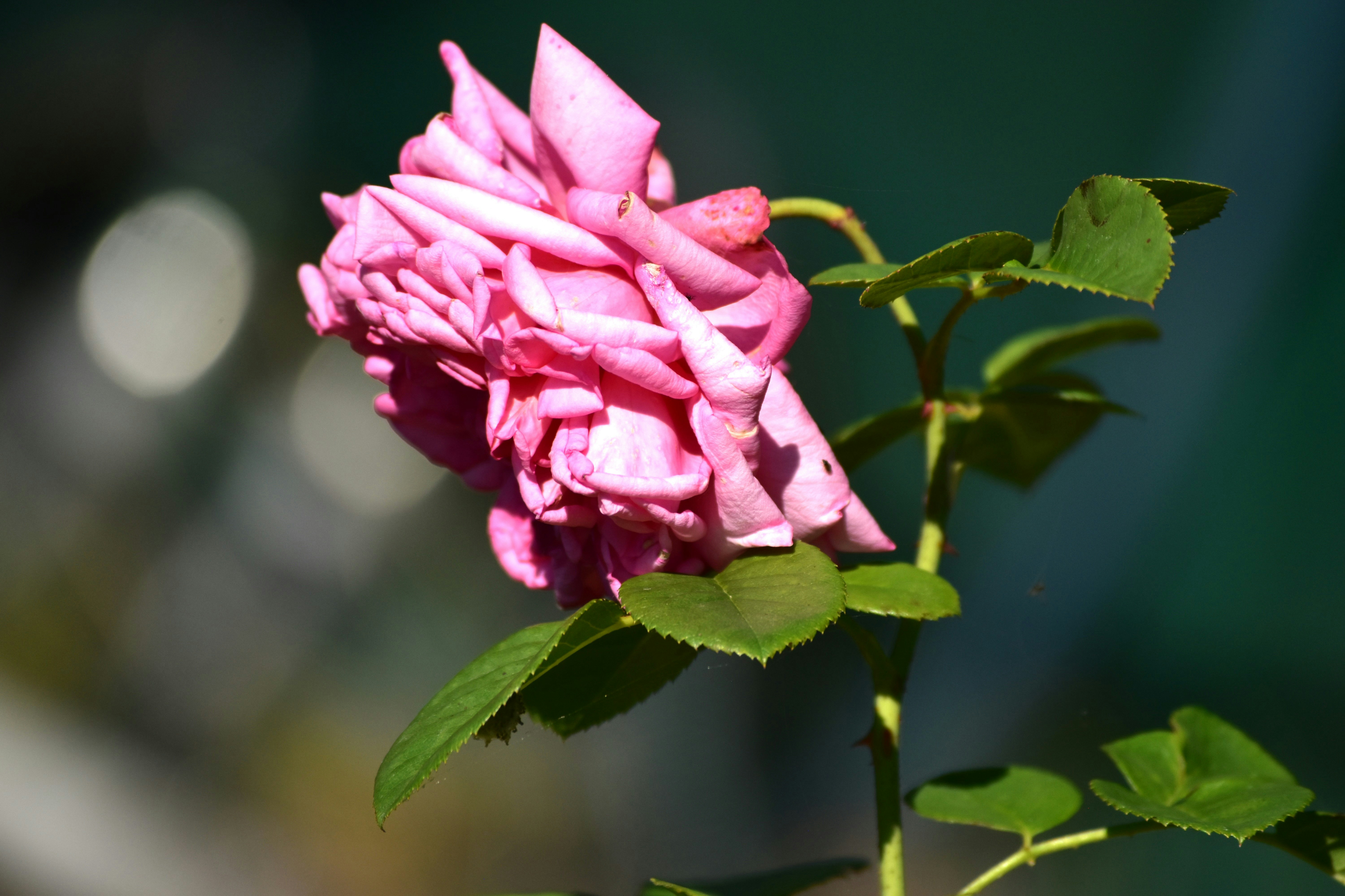 Photo by danielelarosa