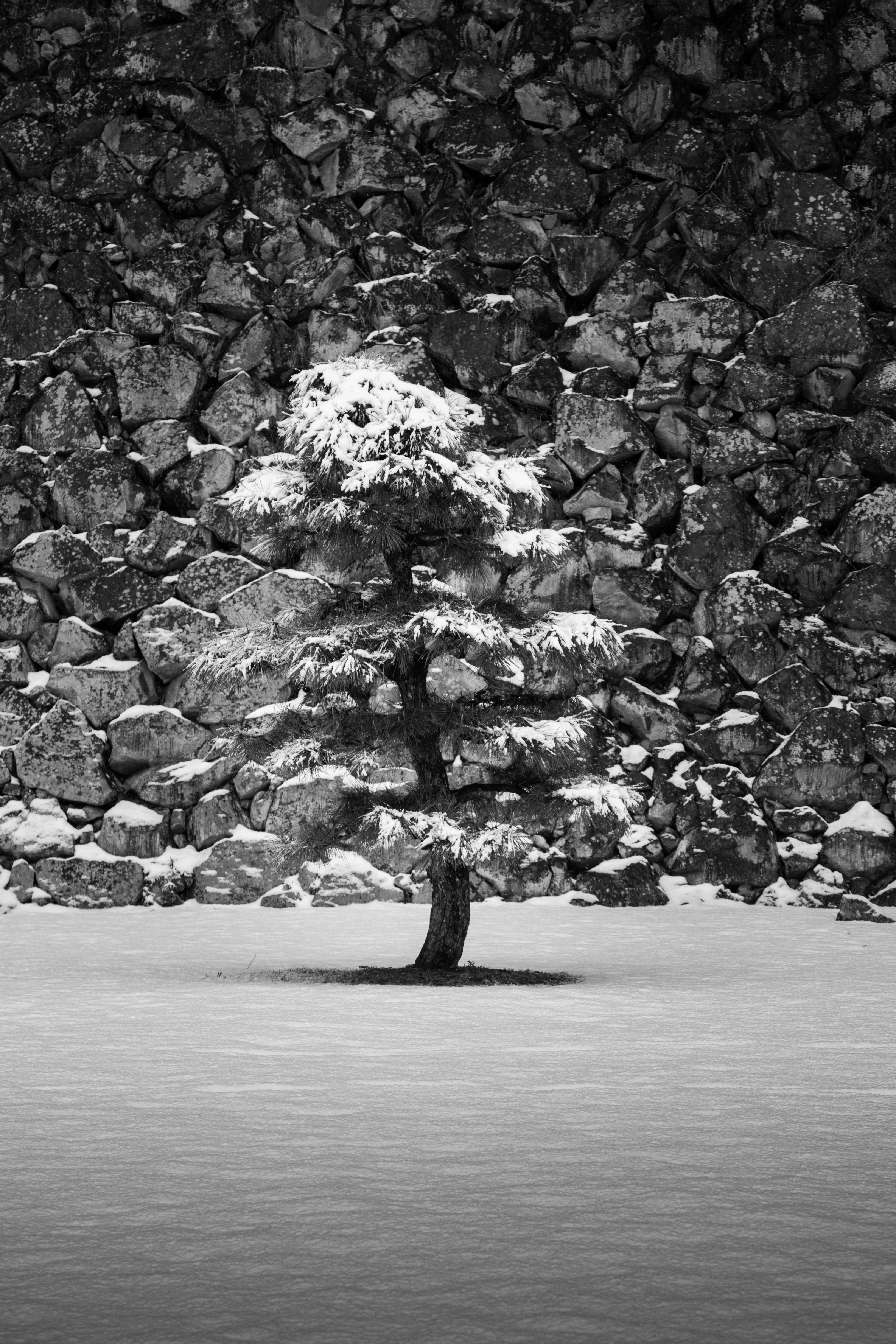Snow-covered tree stands before a stone wall.