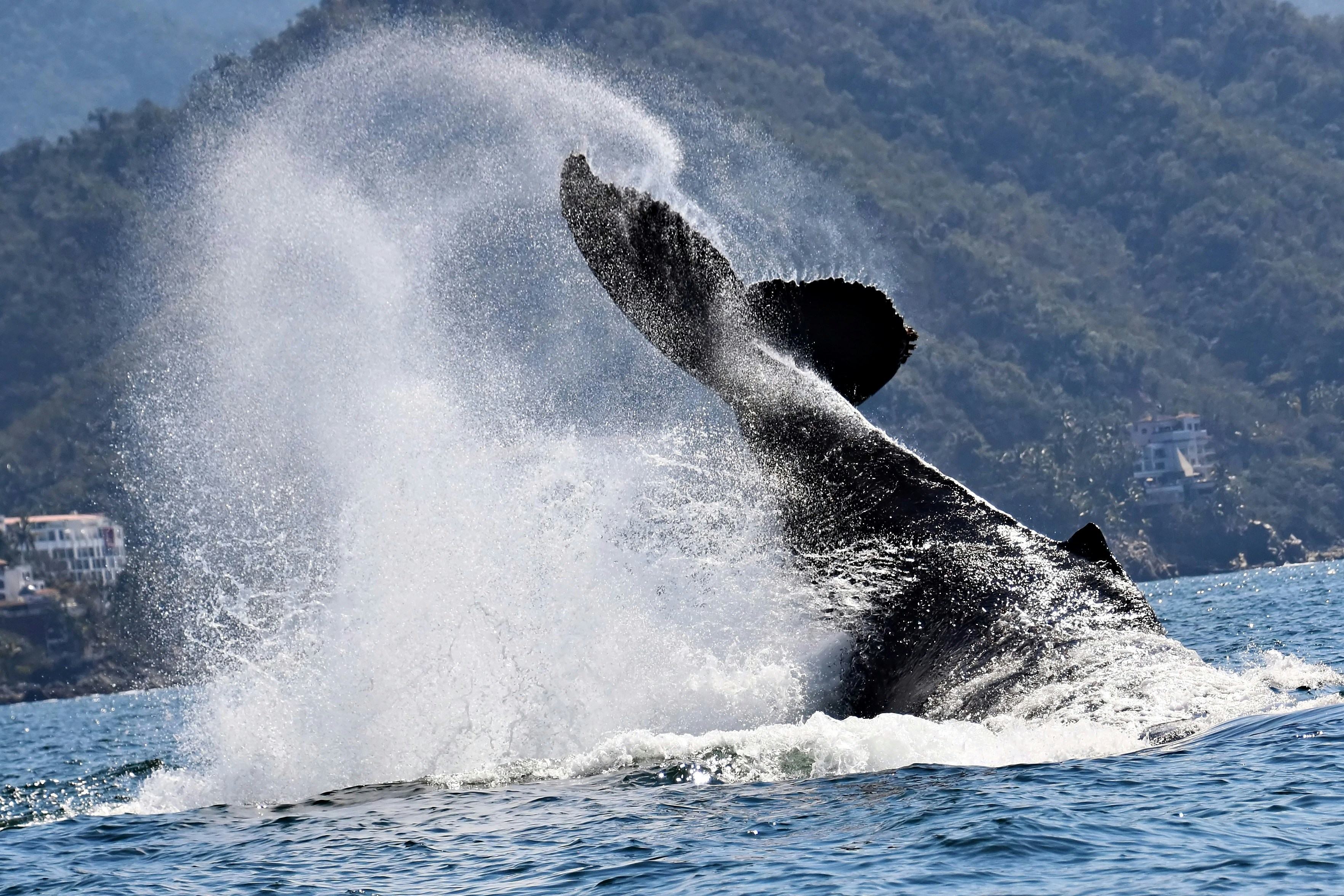 9 Best Time To Visit Australia for Whale Migration