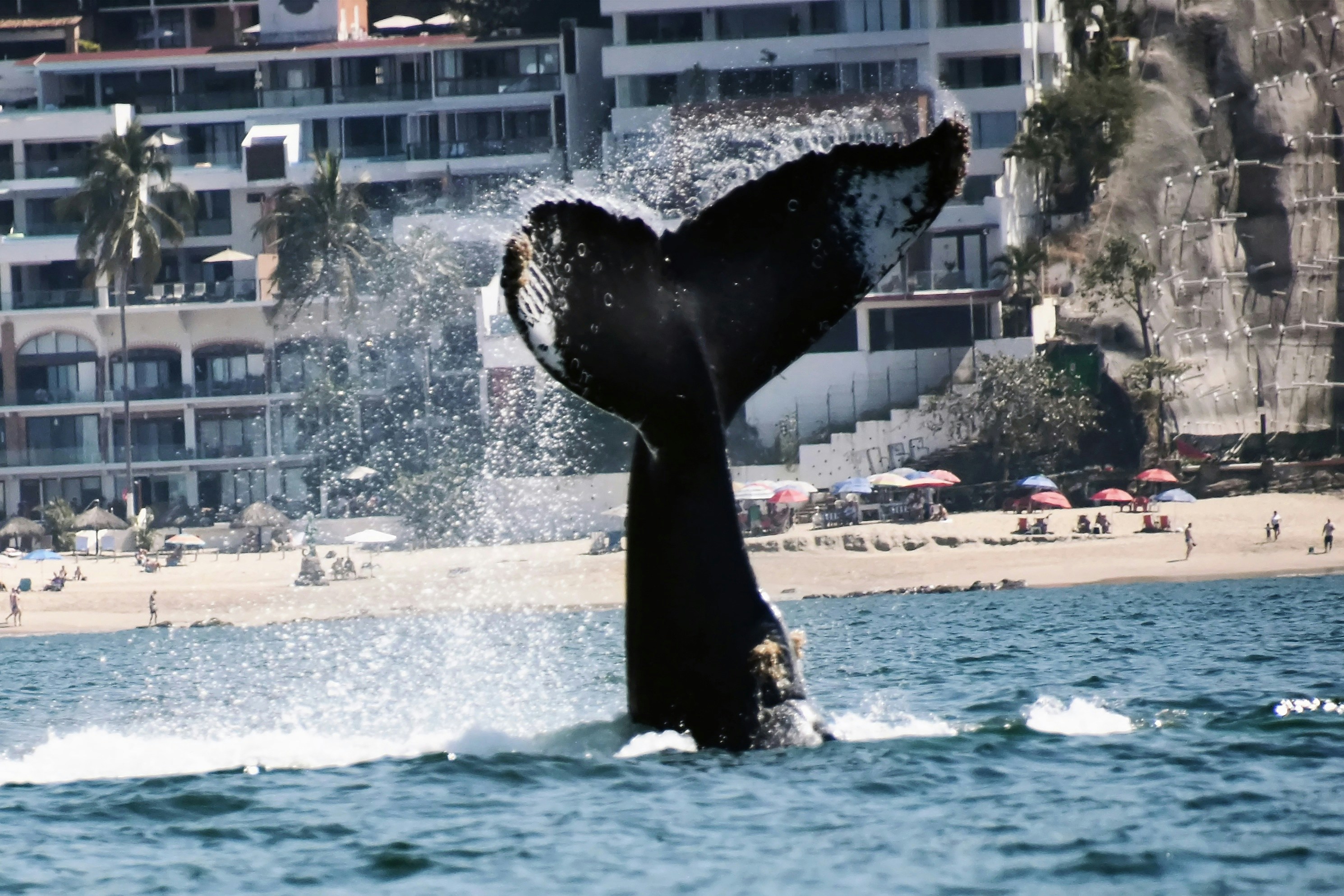 Whale breaches the water near a coastal city