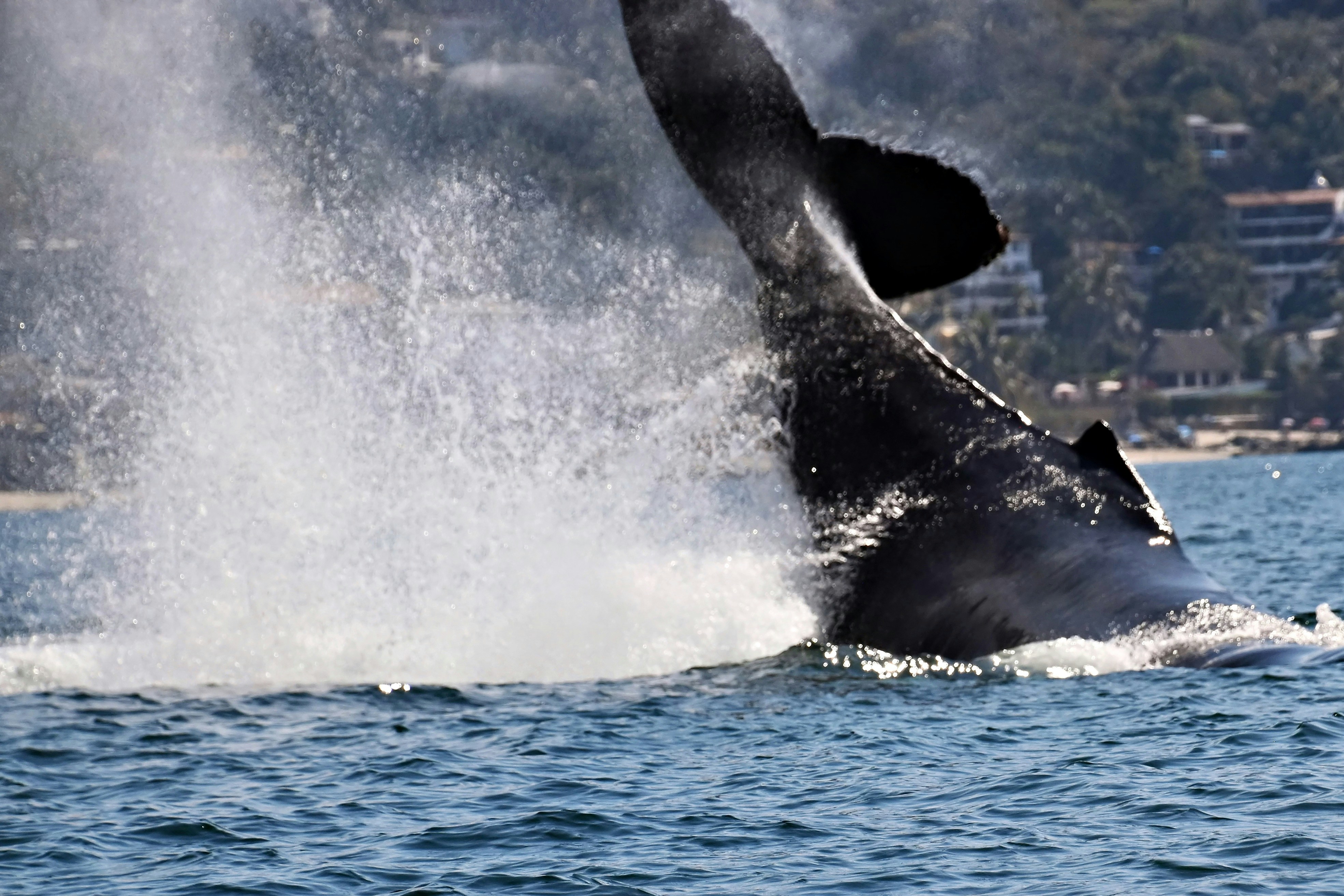 Humpback whale breaching with a big splash