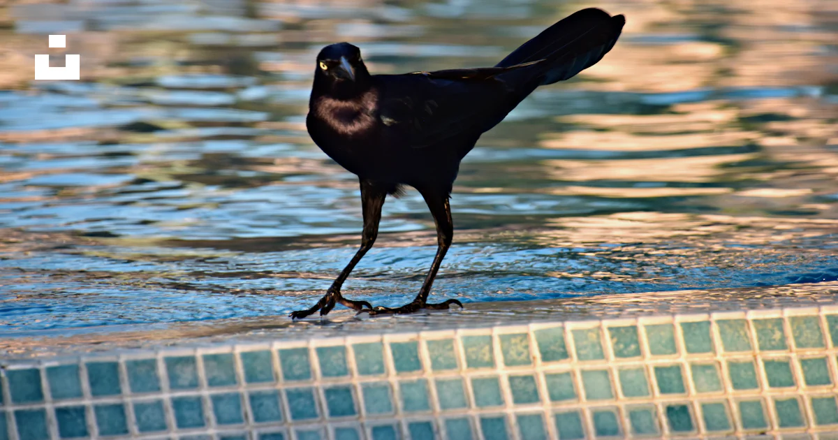 A black bird stands next to a pool. photo – Free Animal Image on Unsplash