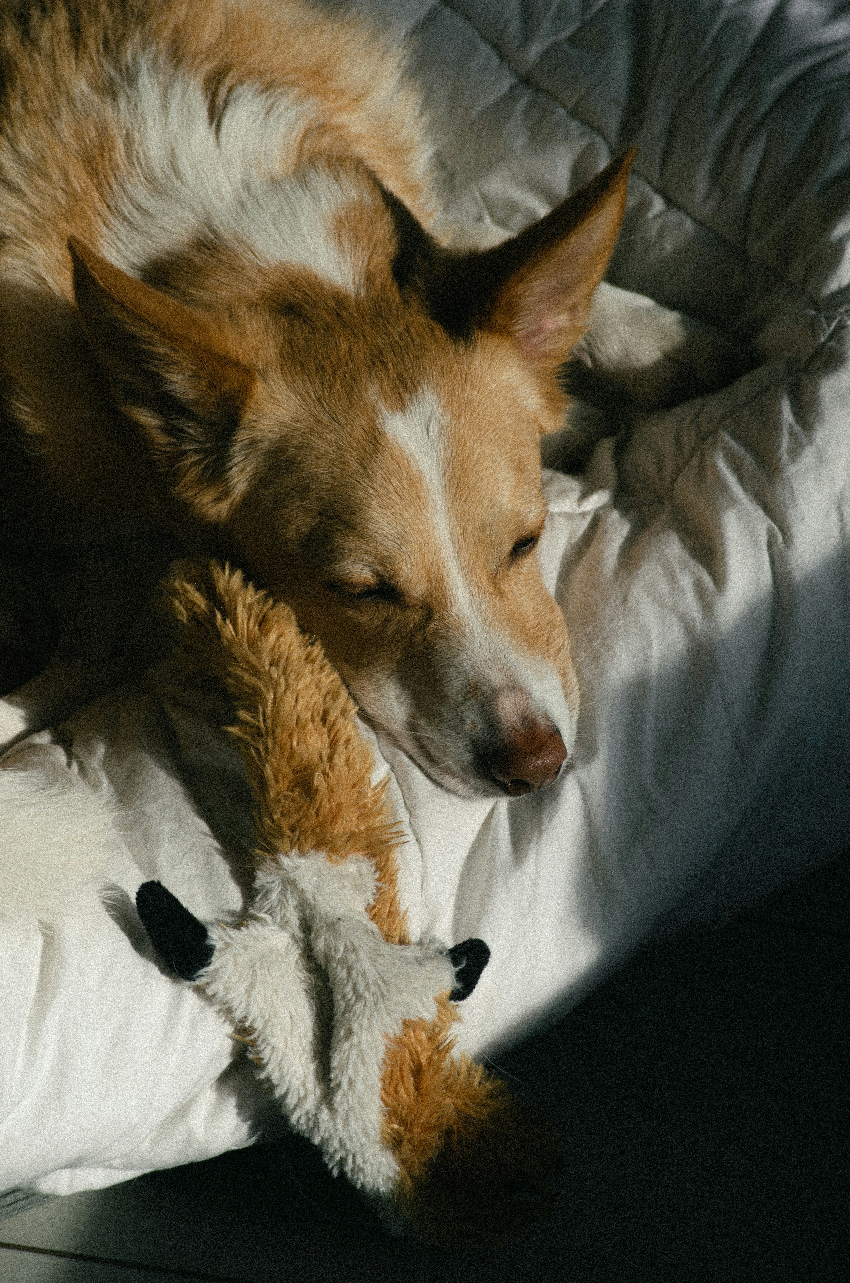 白いベッドで昼寝をしている犬