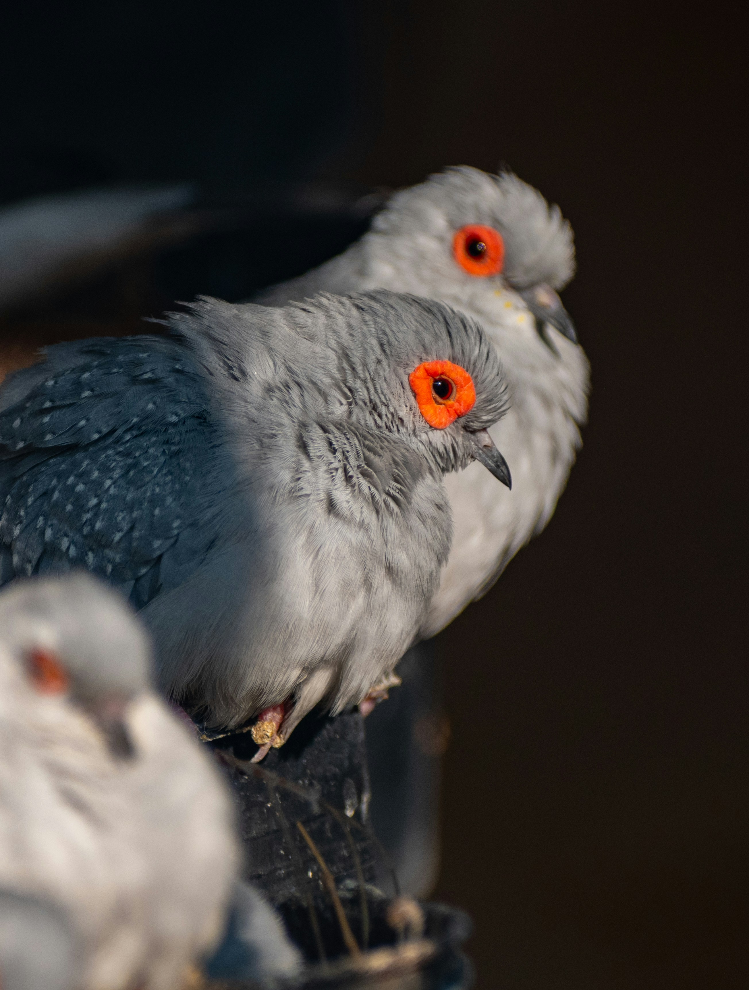 The Diamond Dove: Delicate, Dainty, and Delightfully Quiet (image credits: unsplash)