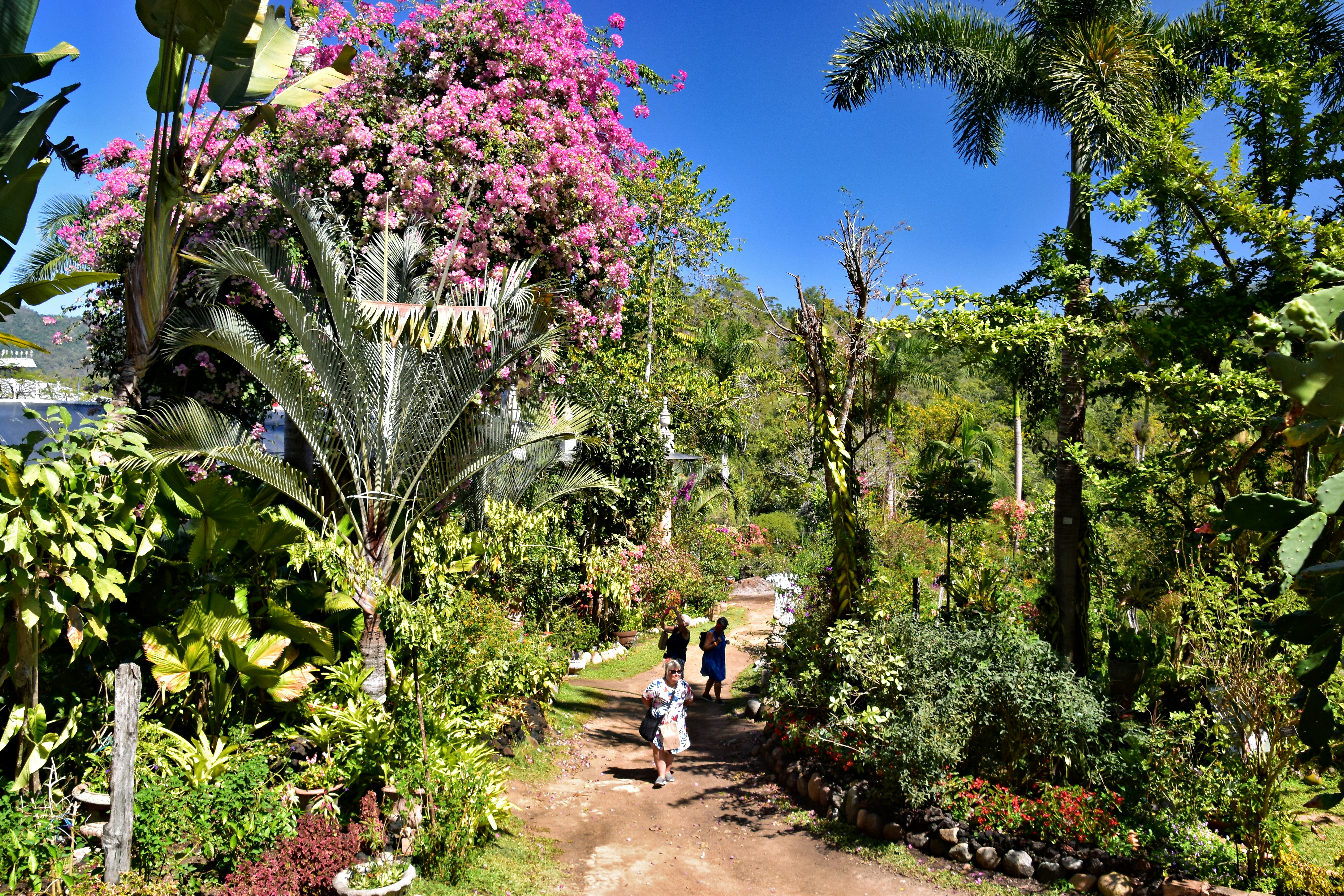 Hermoso y exuberante camino ajardinado con gente caminando. foto – Imagen  de México gratuita en Unsplash, image size:3000x2000