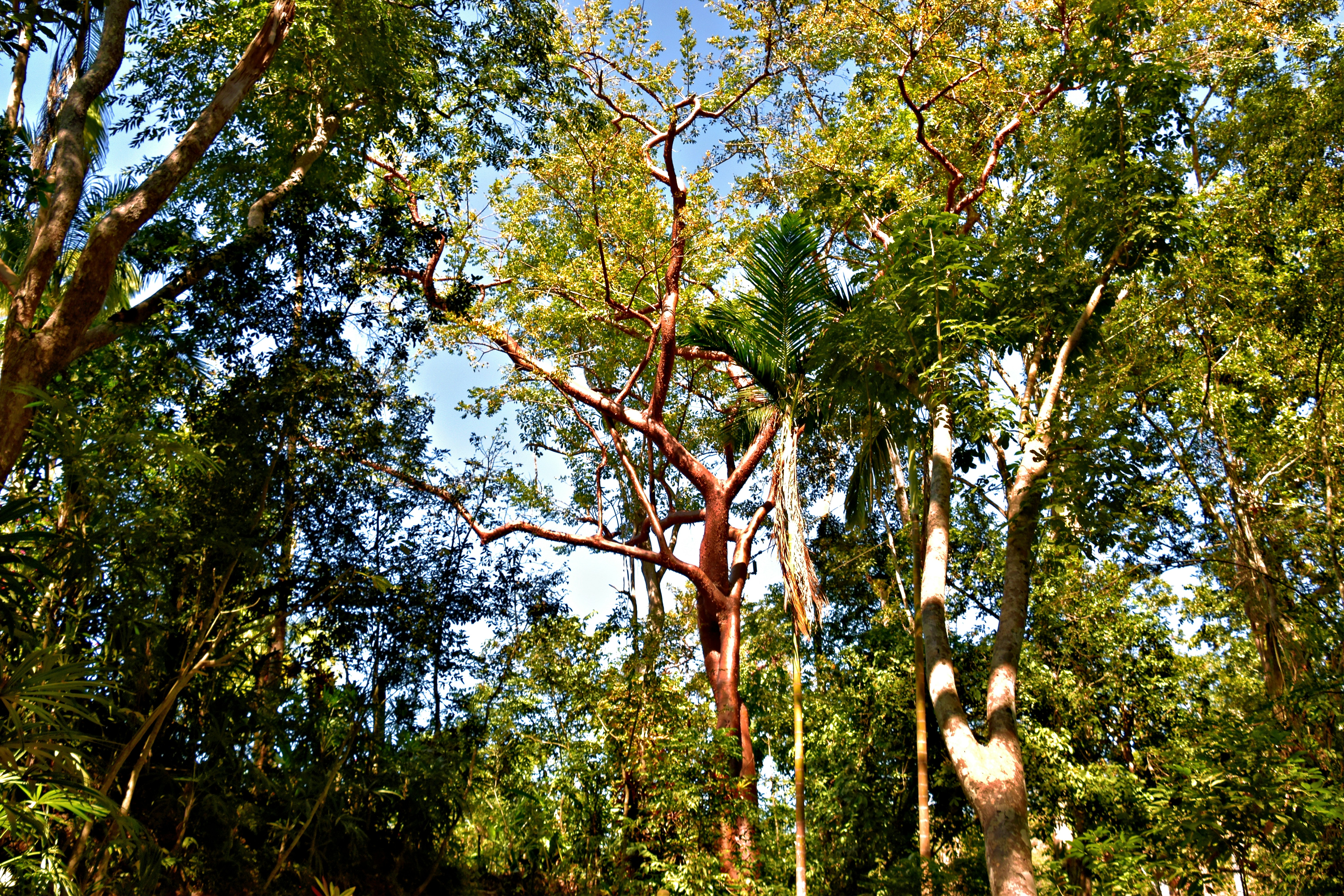Dense trees stand tall against the sky.