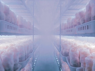 Mushrooms growing in a temperature controlled environment.
