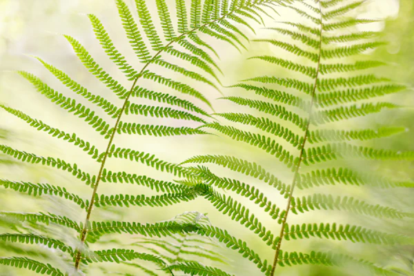 Fern canopy