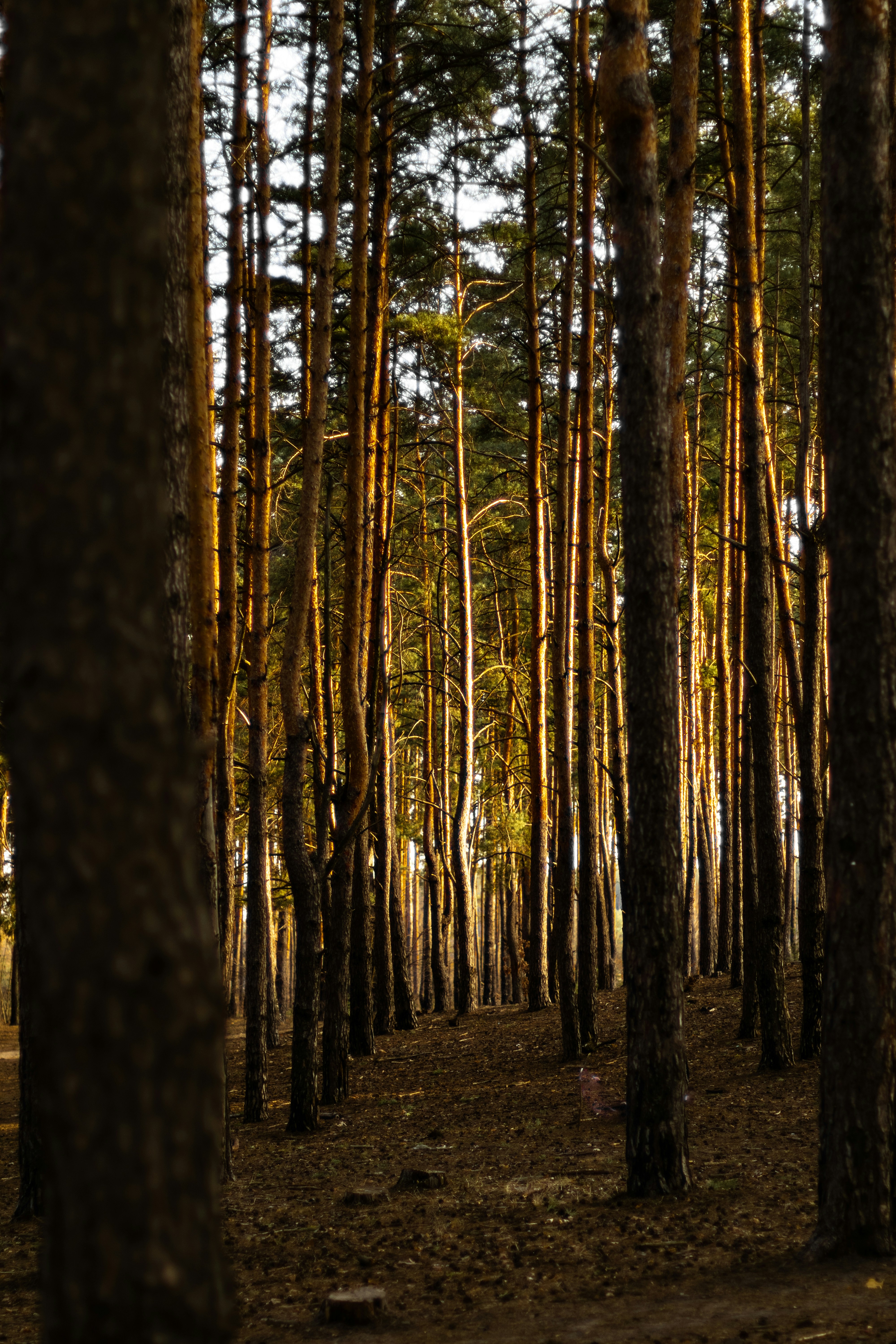 Photo by anyutakejbalo