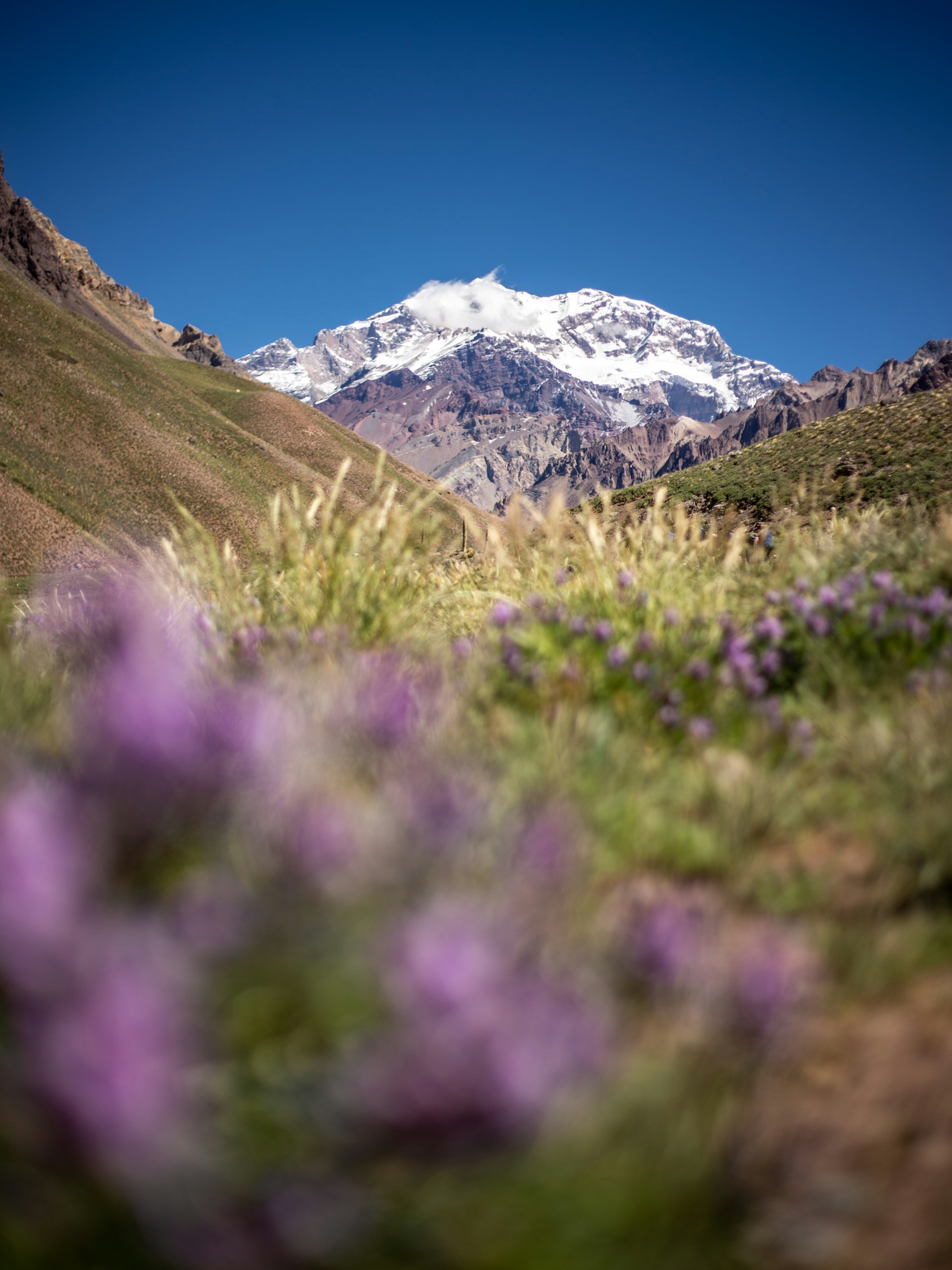 Snow-capped mountain rises above purple wildflowers.