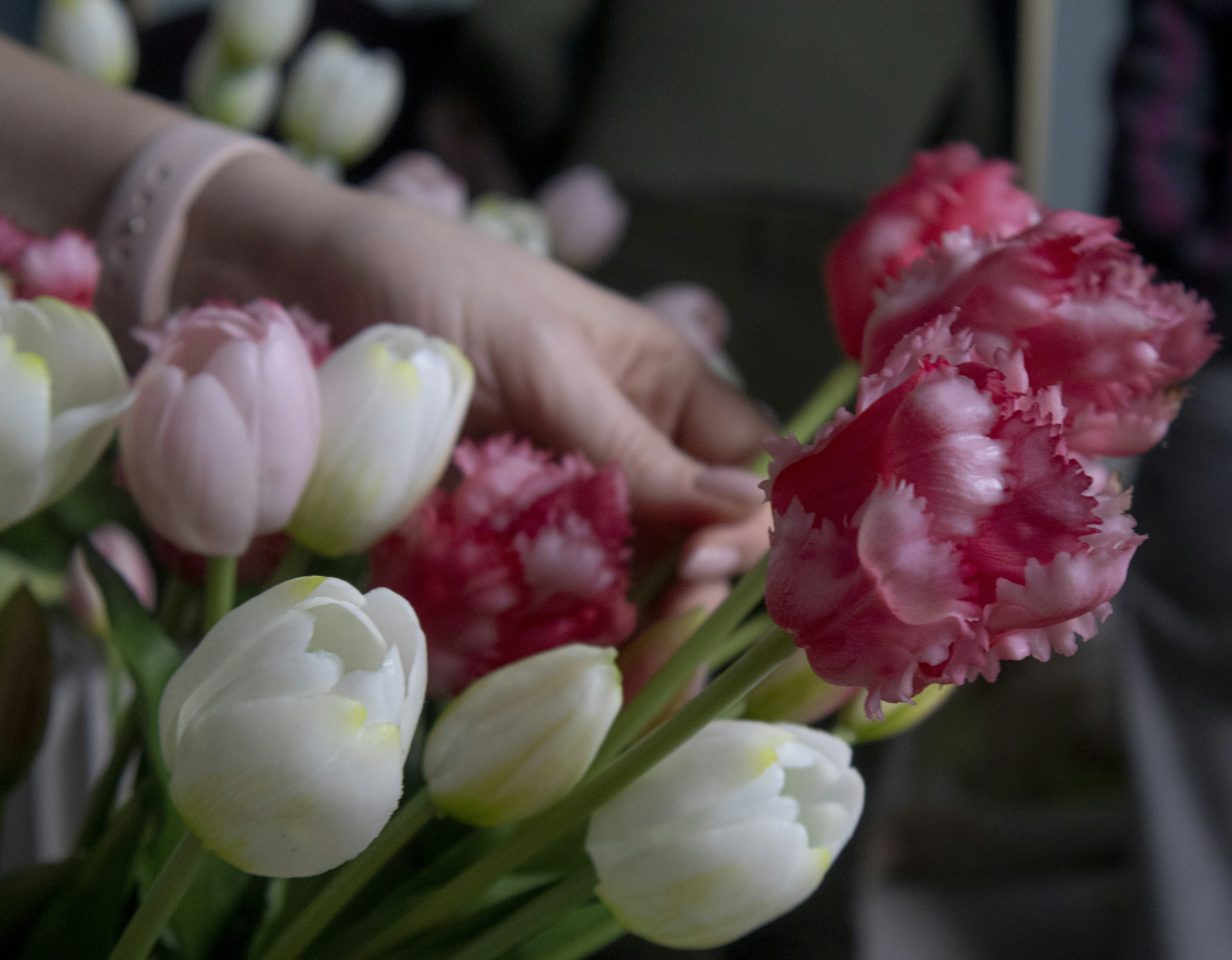 Person arranges a vibrant bouquet of tulips