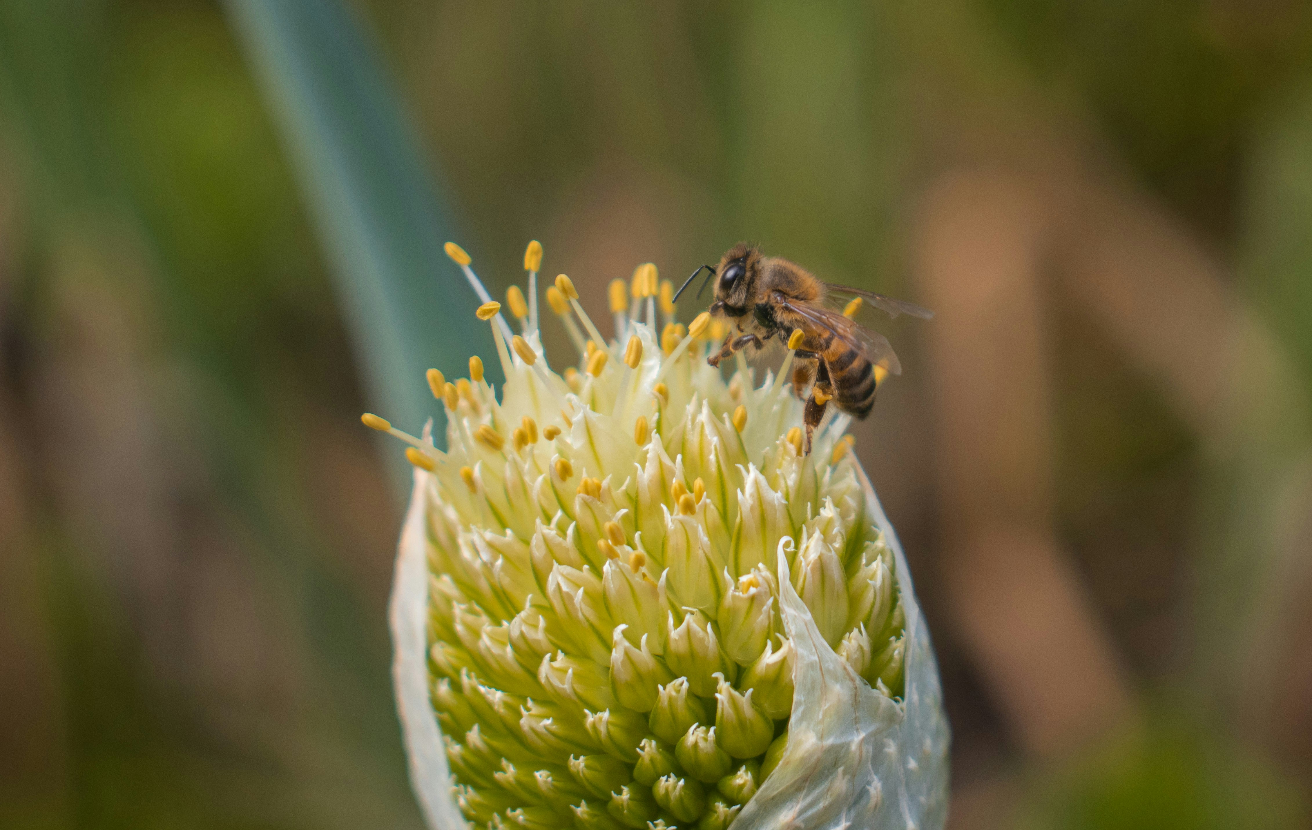 L'ape raccoglie il polline da un fiore.