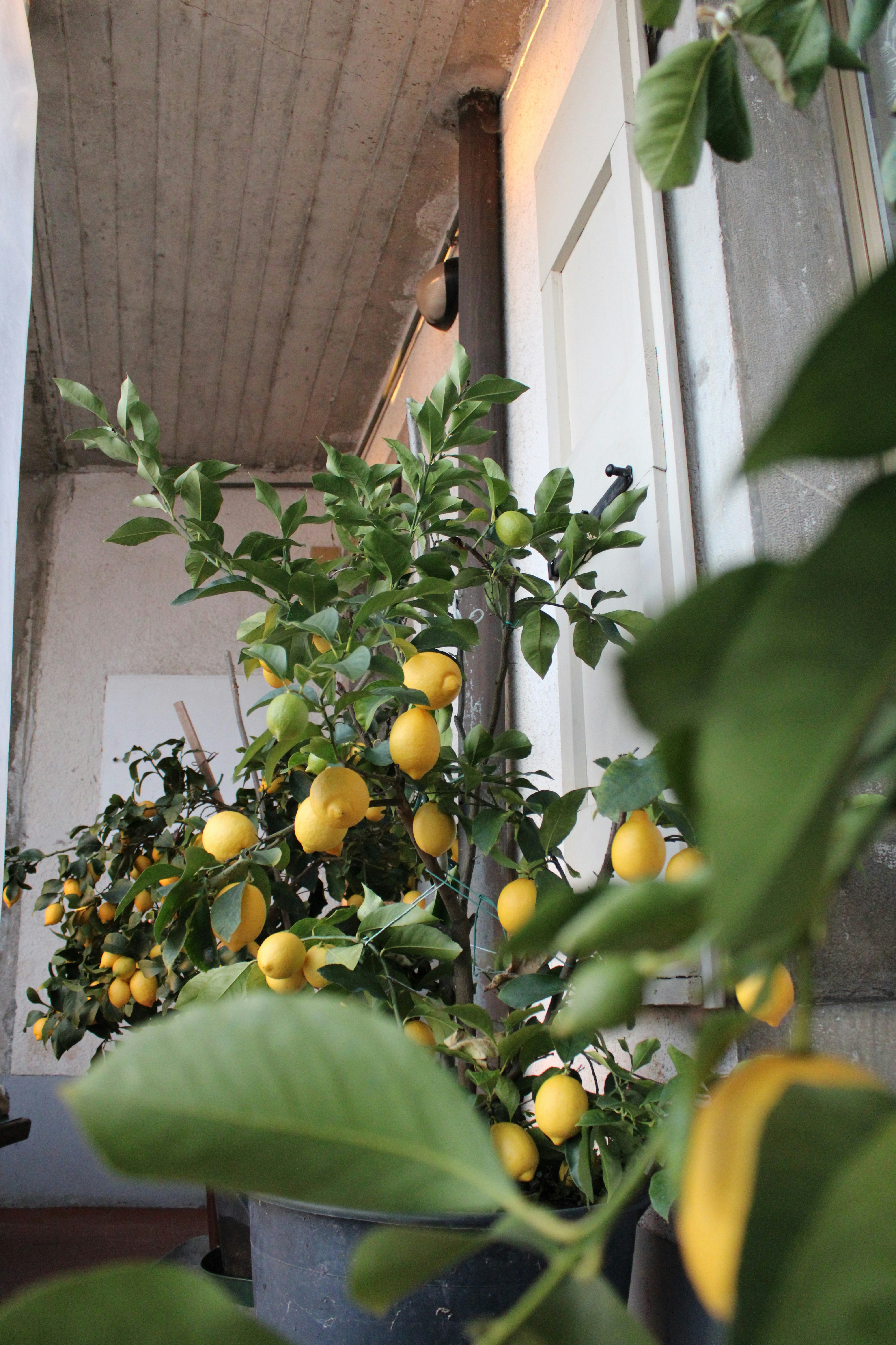 Photo by alicebarondesign