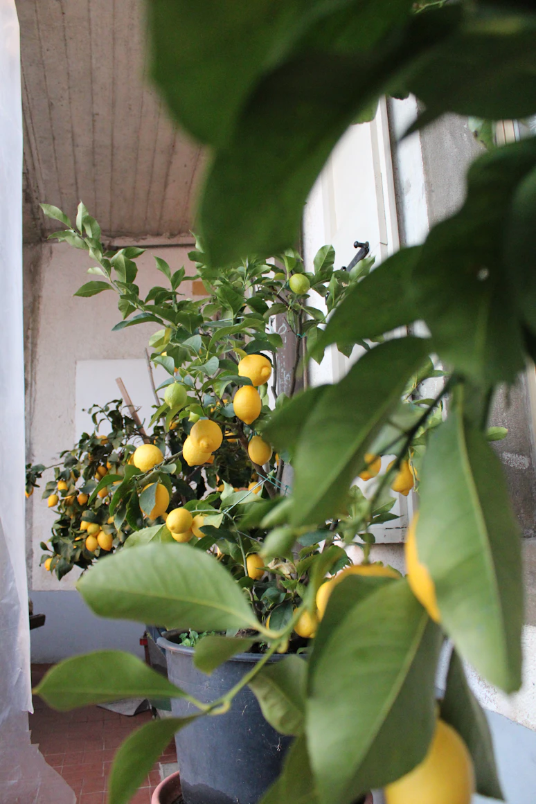 Smart balcony setup with
    fruit plants and herbs for better pollination