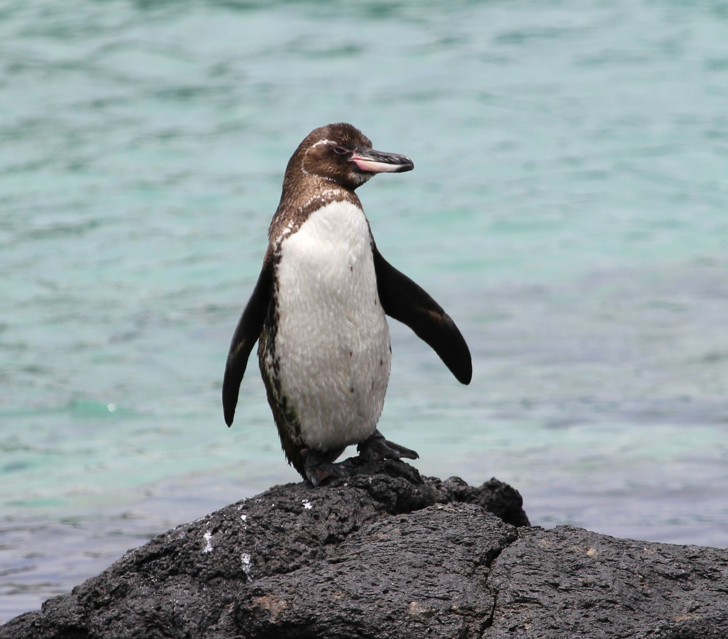 Galapagos Islands - Ecuador