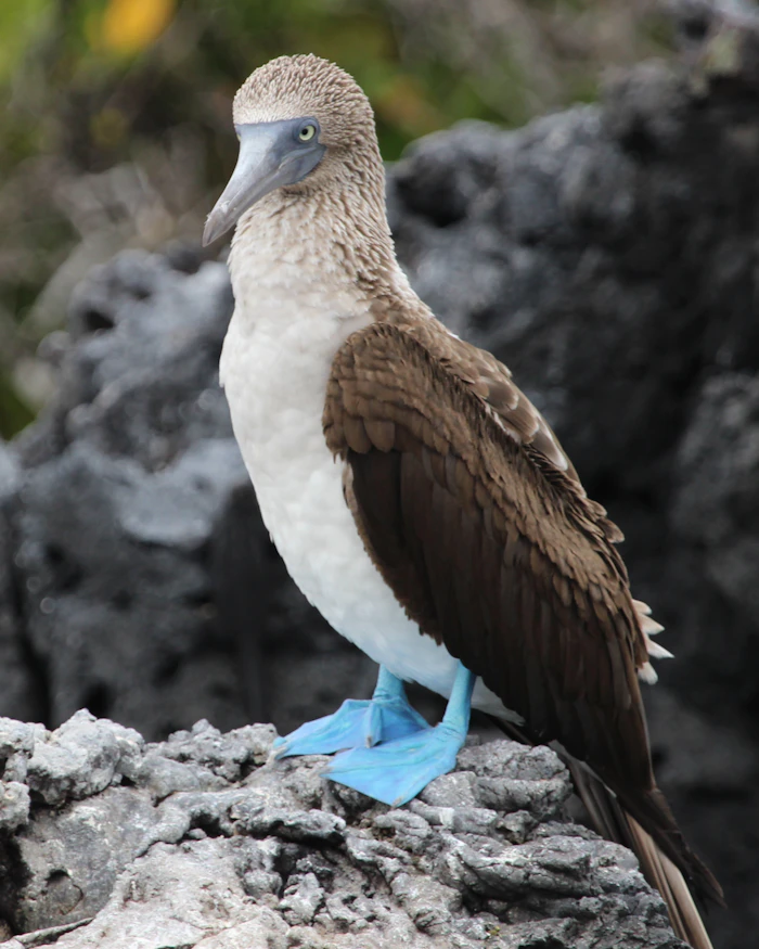 A blue-footed booby