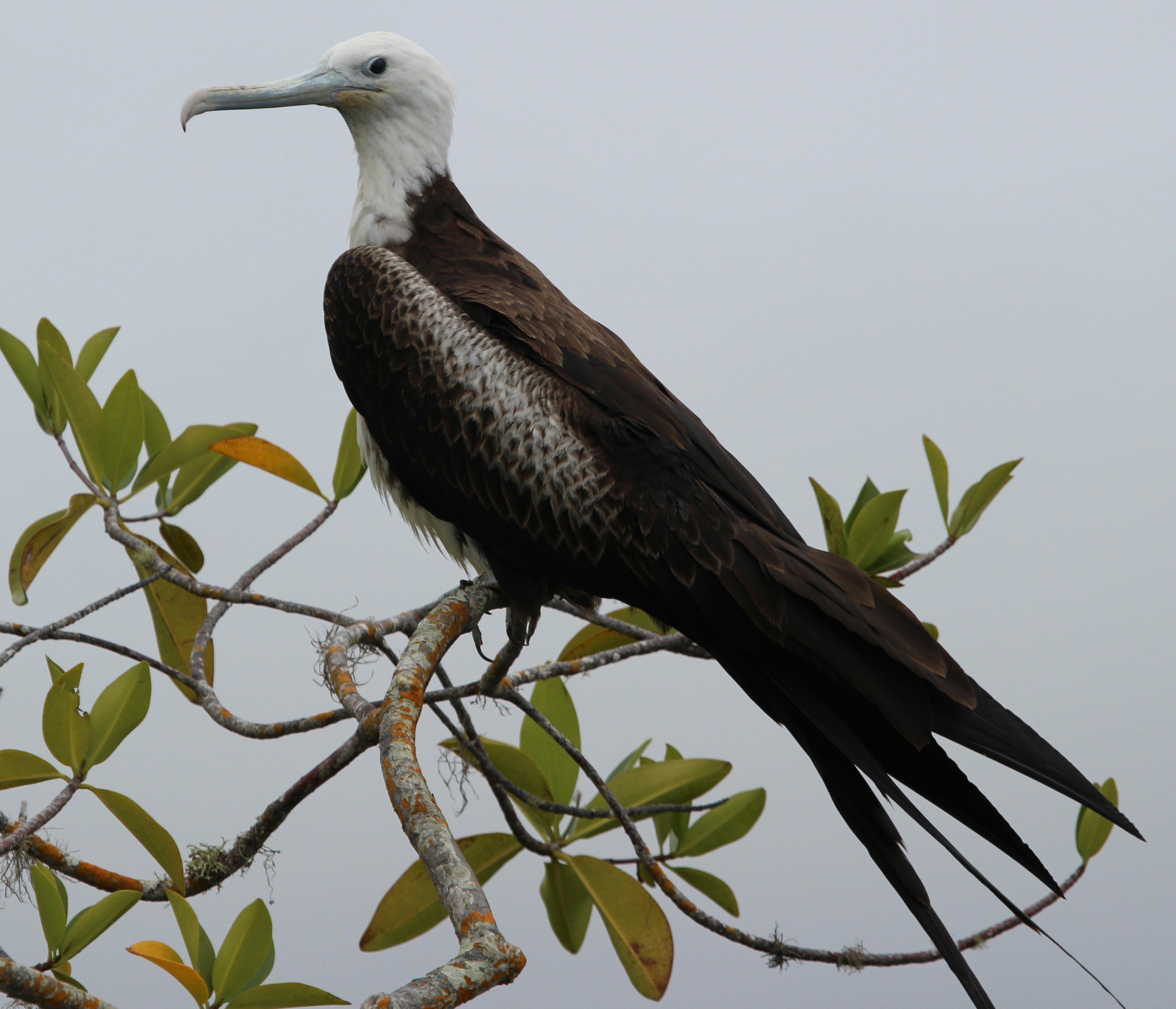 A frigate bird is perched on a tree branch.