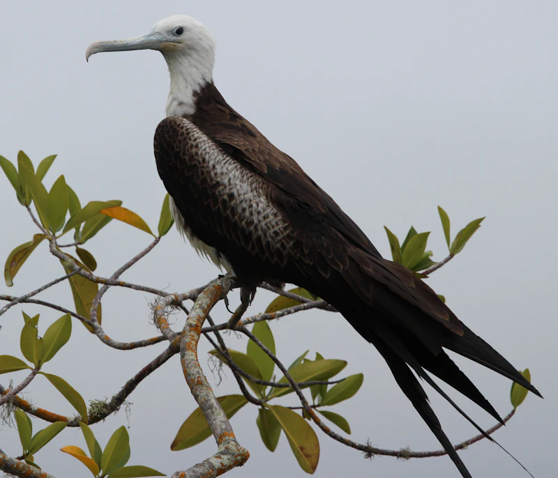 Magnificent Frigatebird (Fregata magnificens)