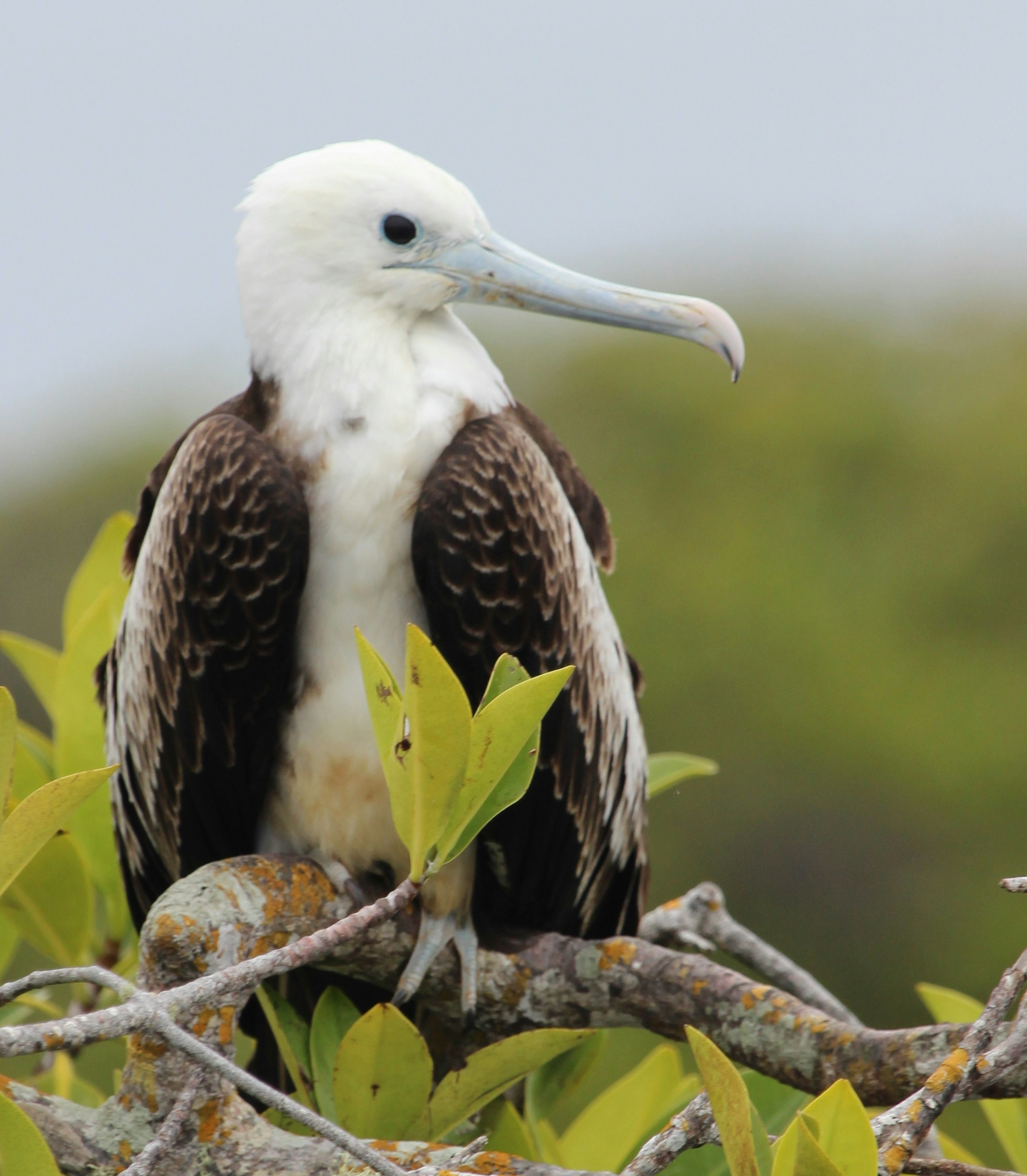 A frigatebird perched on a tree branch.
