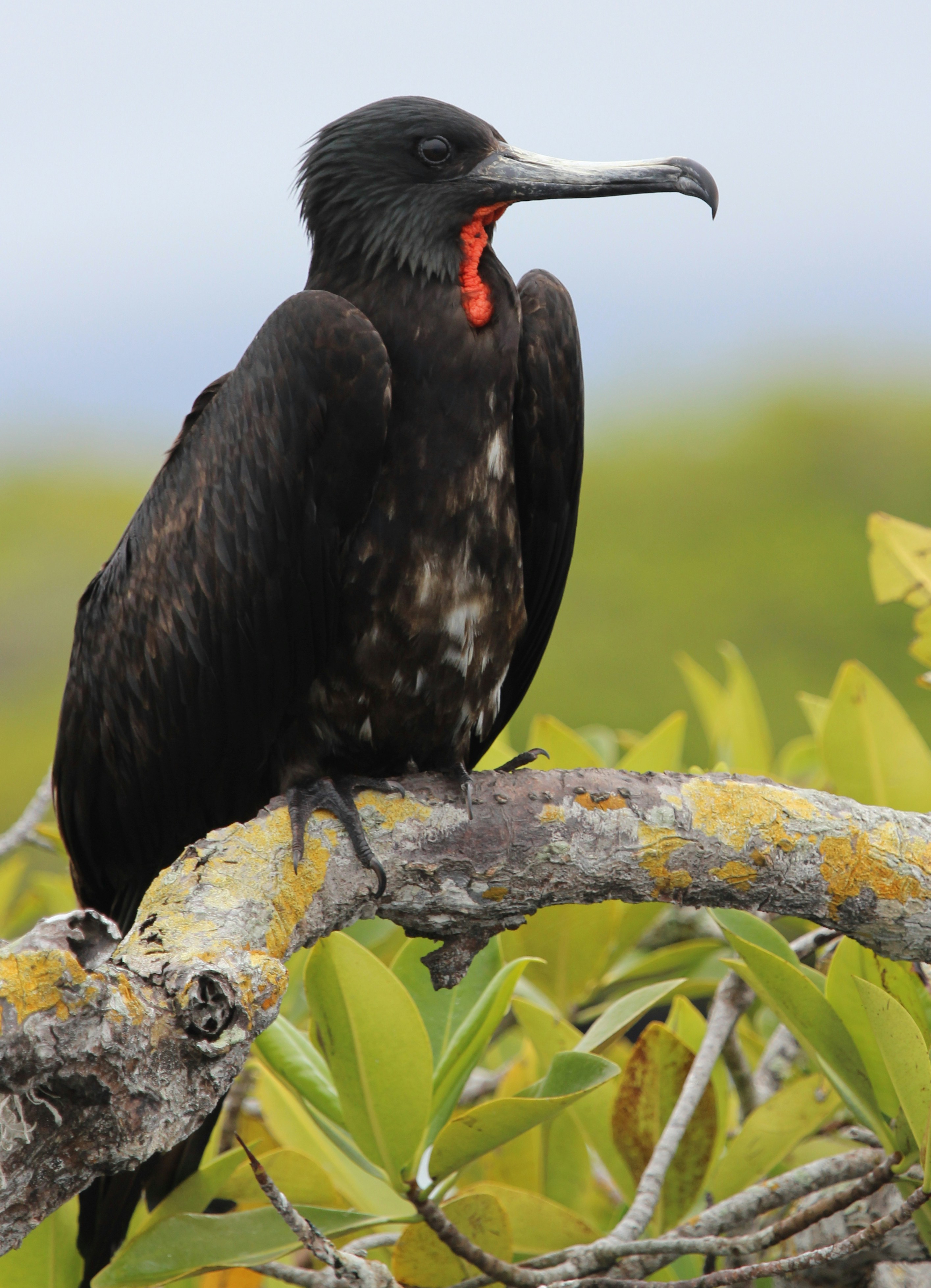 A magnificent frigatebird perches on a branch.