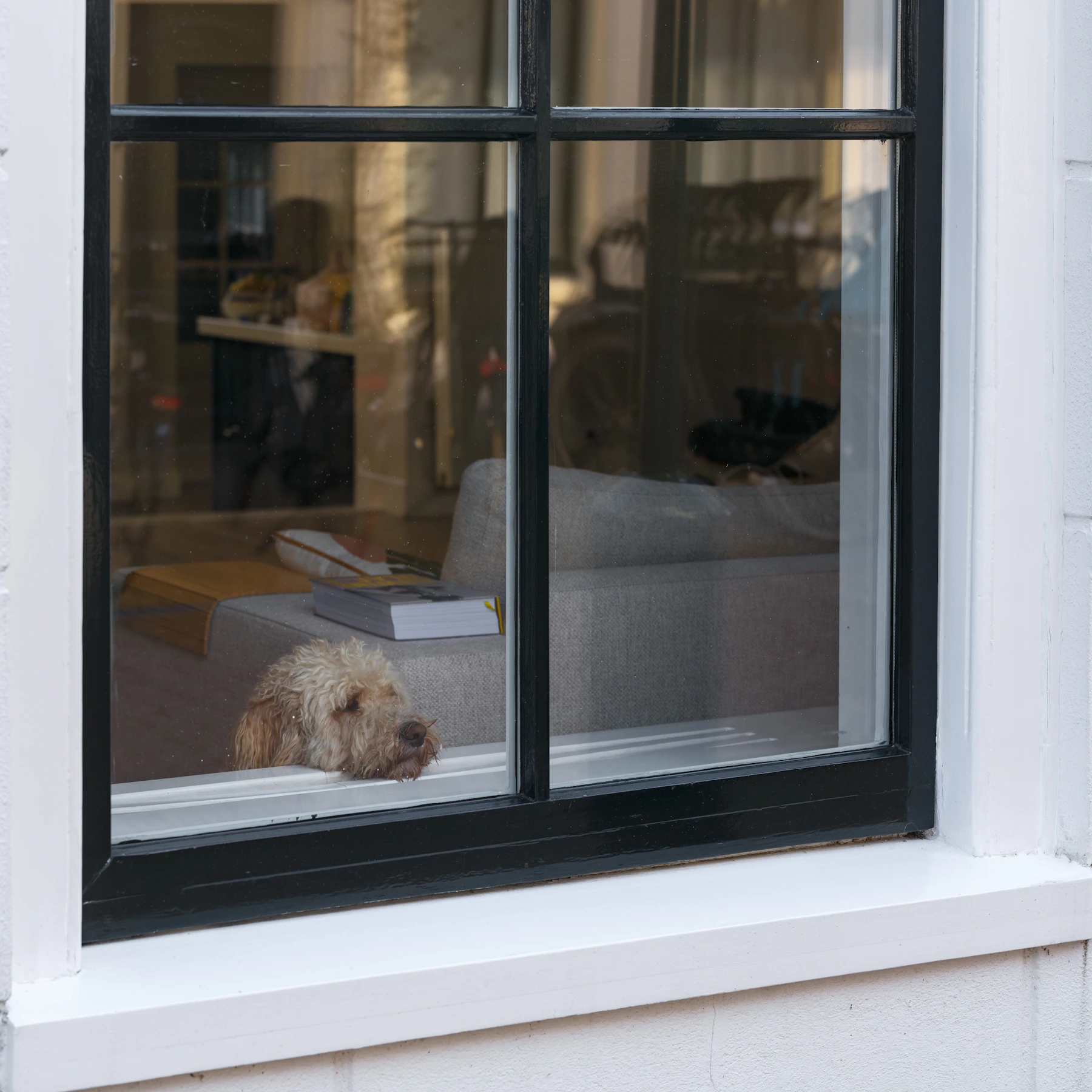 Dog relaxing beside a window in a modern home