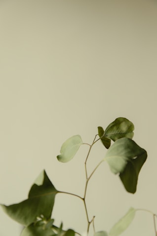 Eucalyptus plant branch against a neutral backdrop.