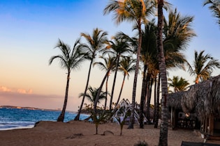 Palm trees stand on a beautiful beach at sunset.