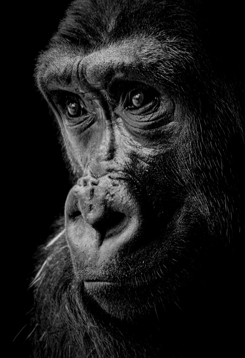 Sad Ape #001